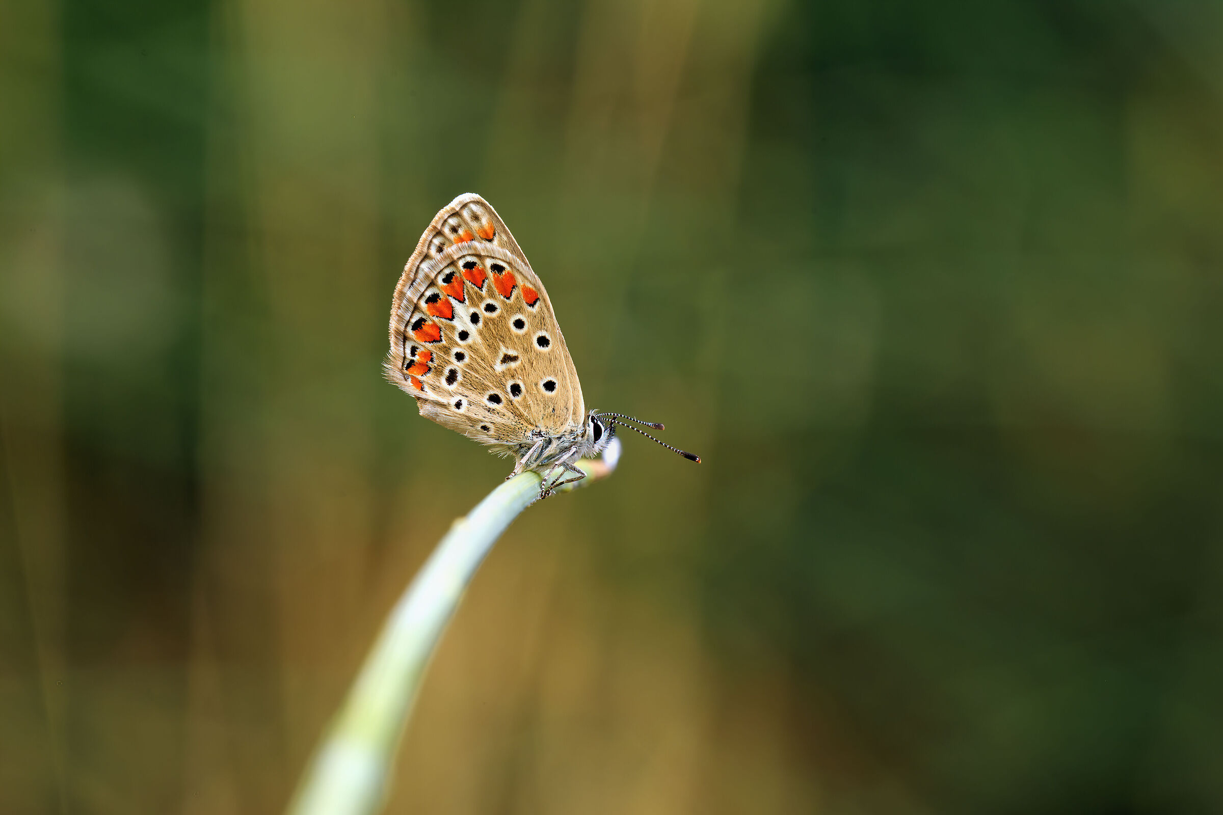 Polyommatus icarus