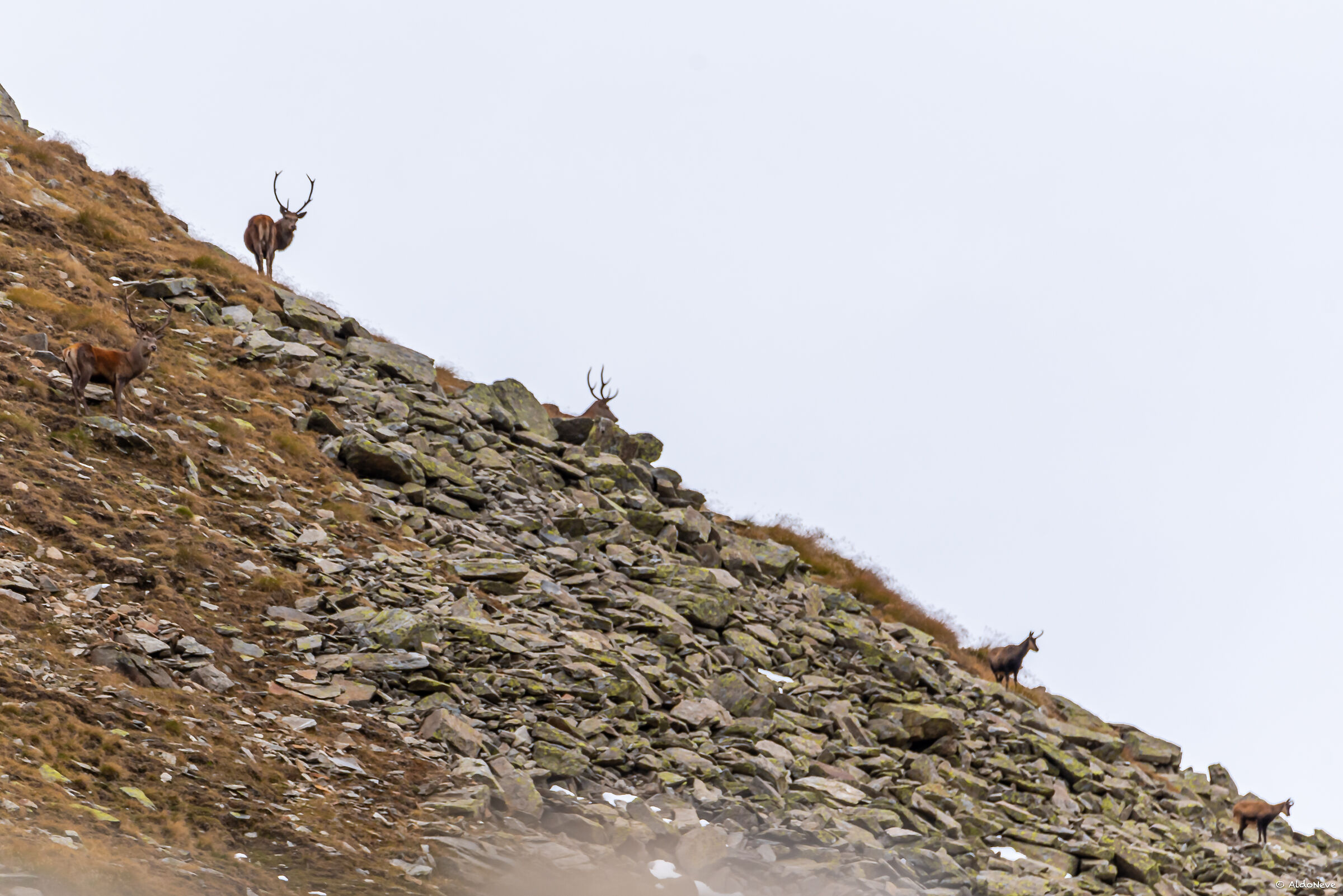 Tre cervi incontrano due camosci