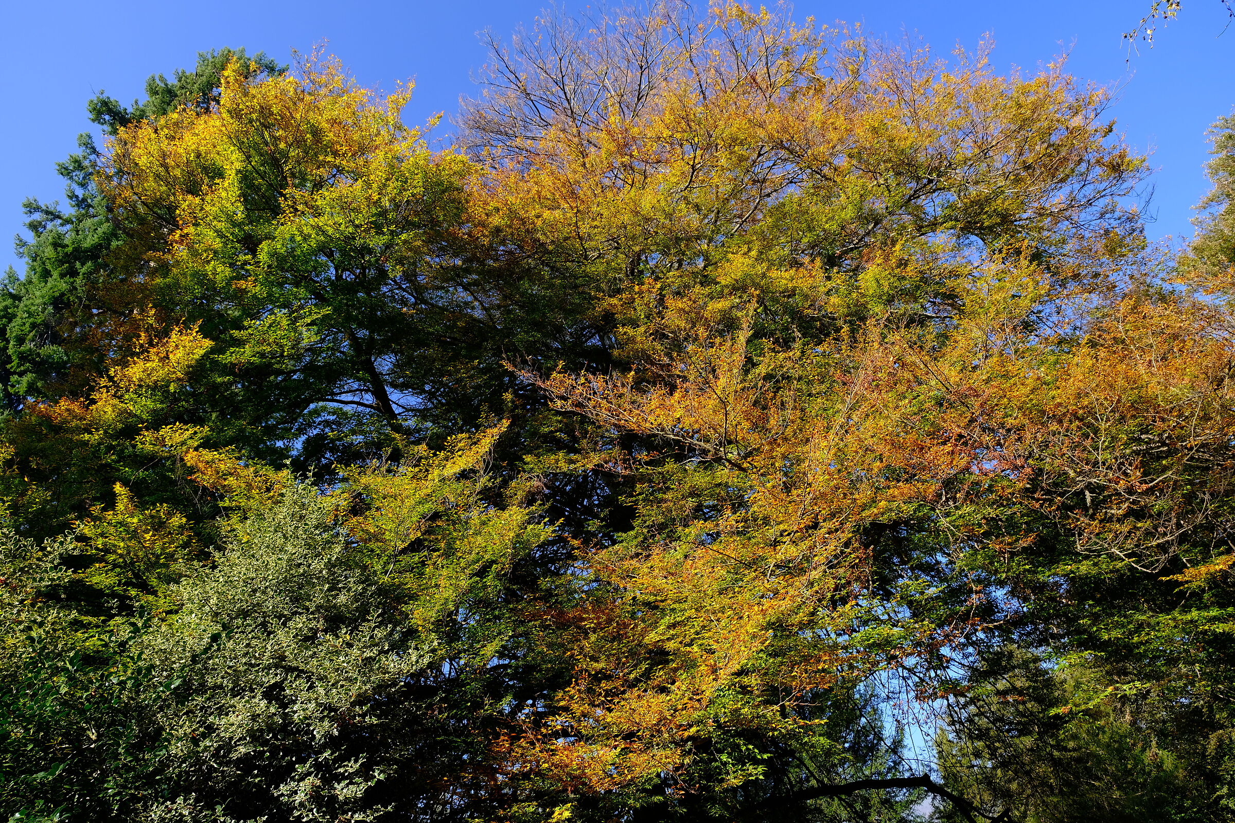Burcina Park ( BI ) - Foliage