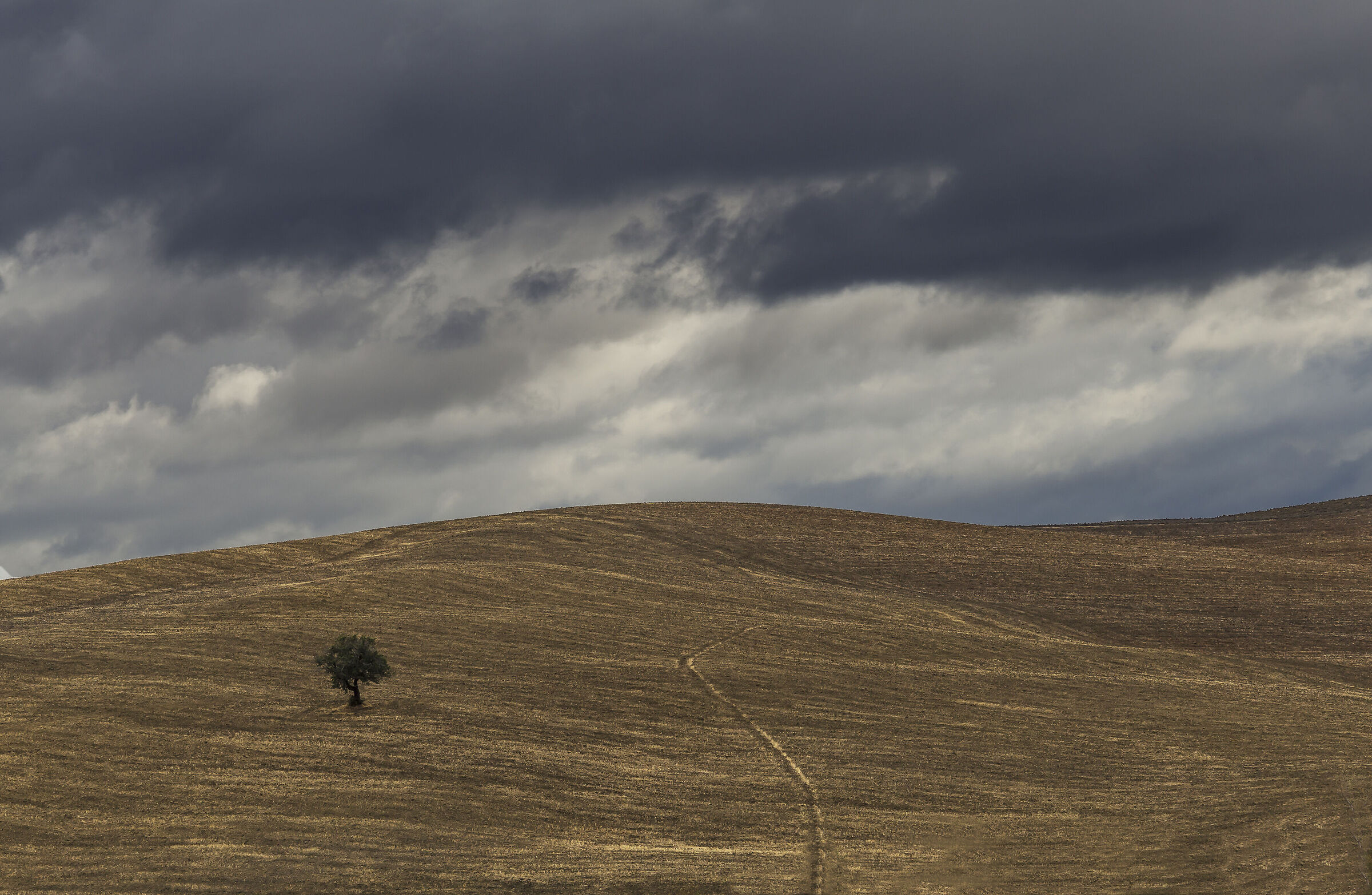 Lonely tree waiting for the rain.