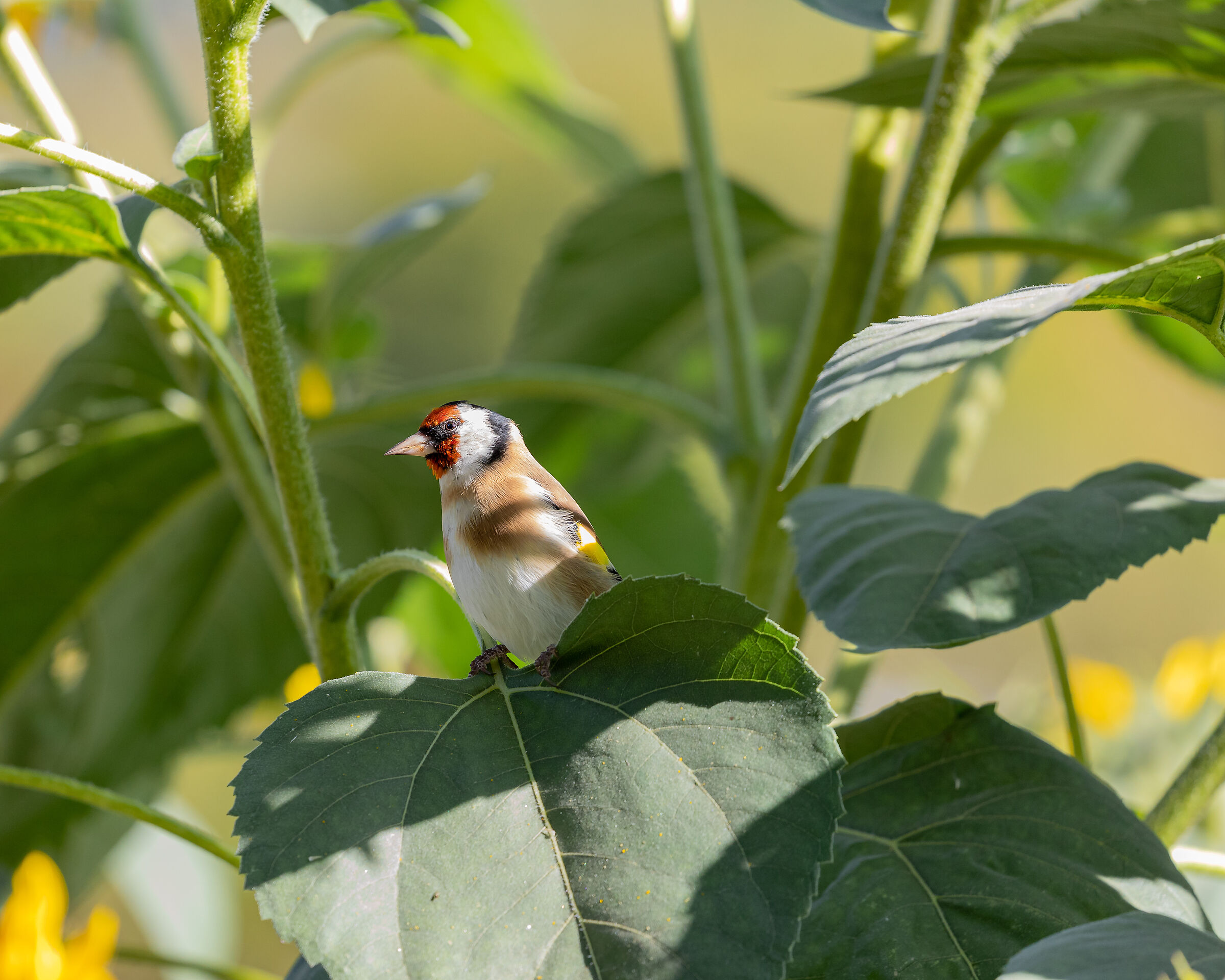 Goldfinch
