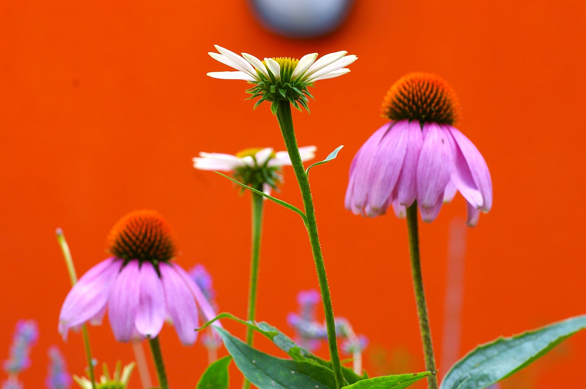 Echinacea