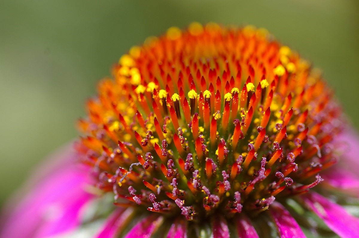 echinacea