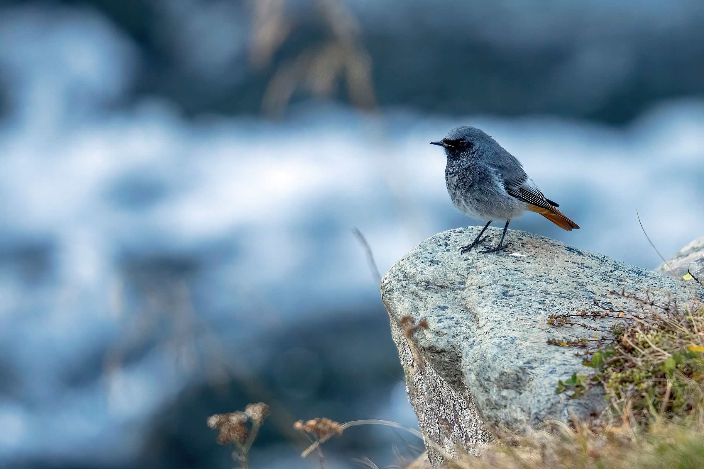 Codirosso Spazzacamino a Crampiolo