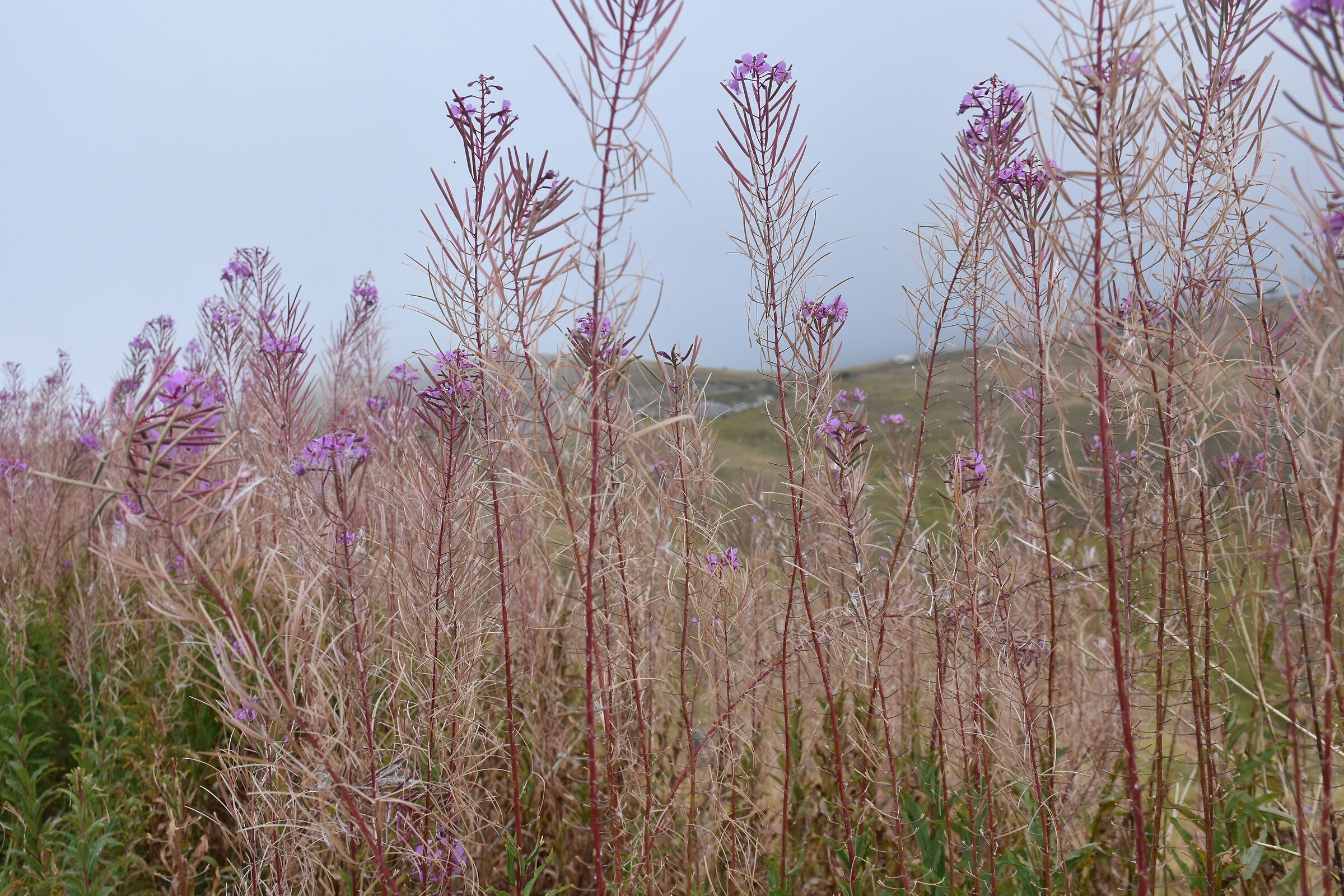 Fiori di montagna