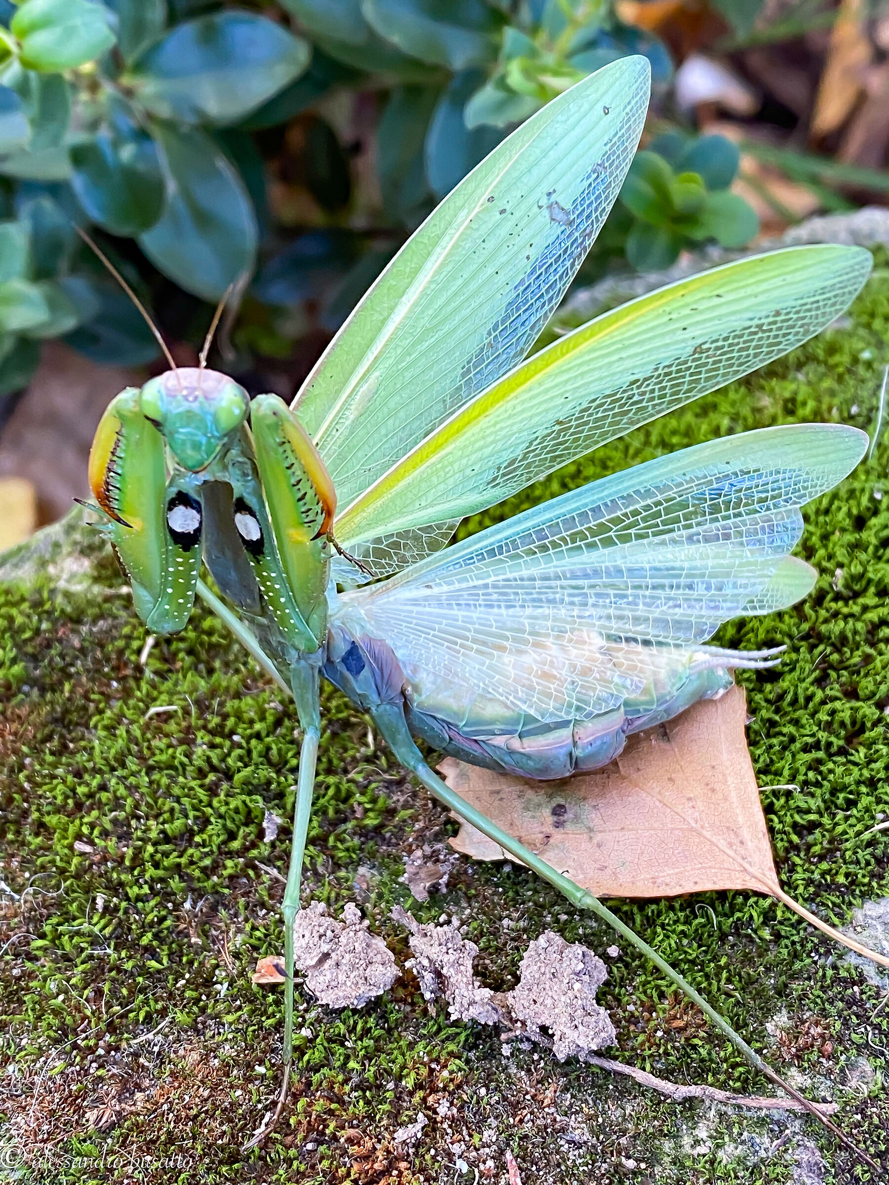 Mantis defense posture