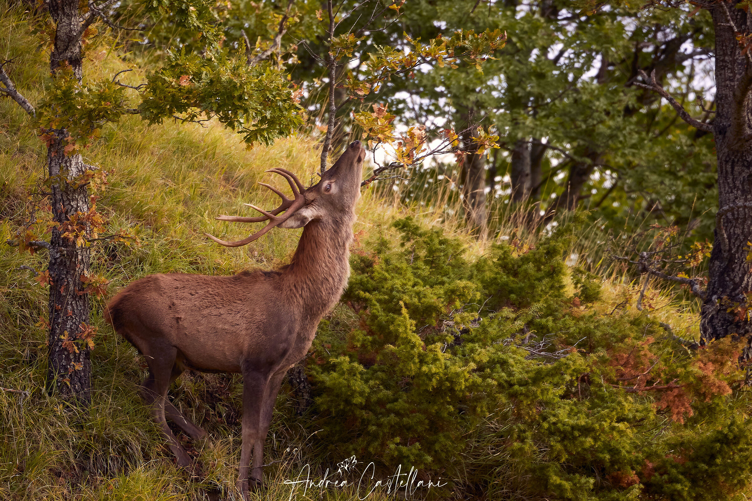 Colori d'autunno... piacciono anche a loro