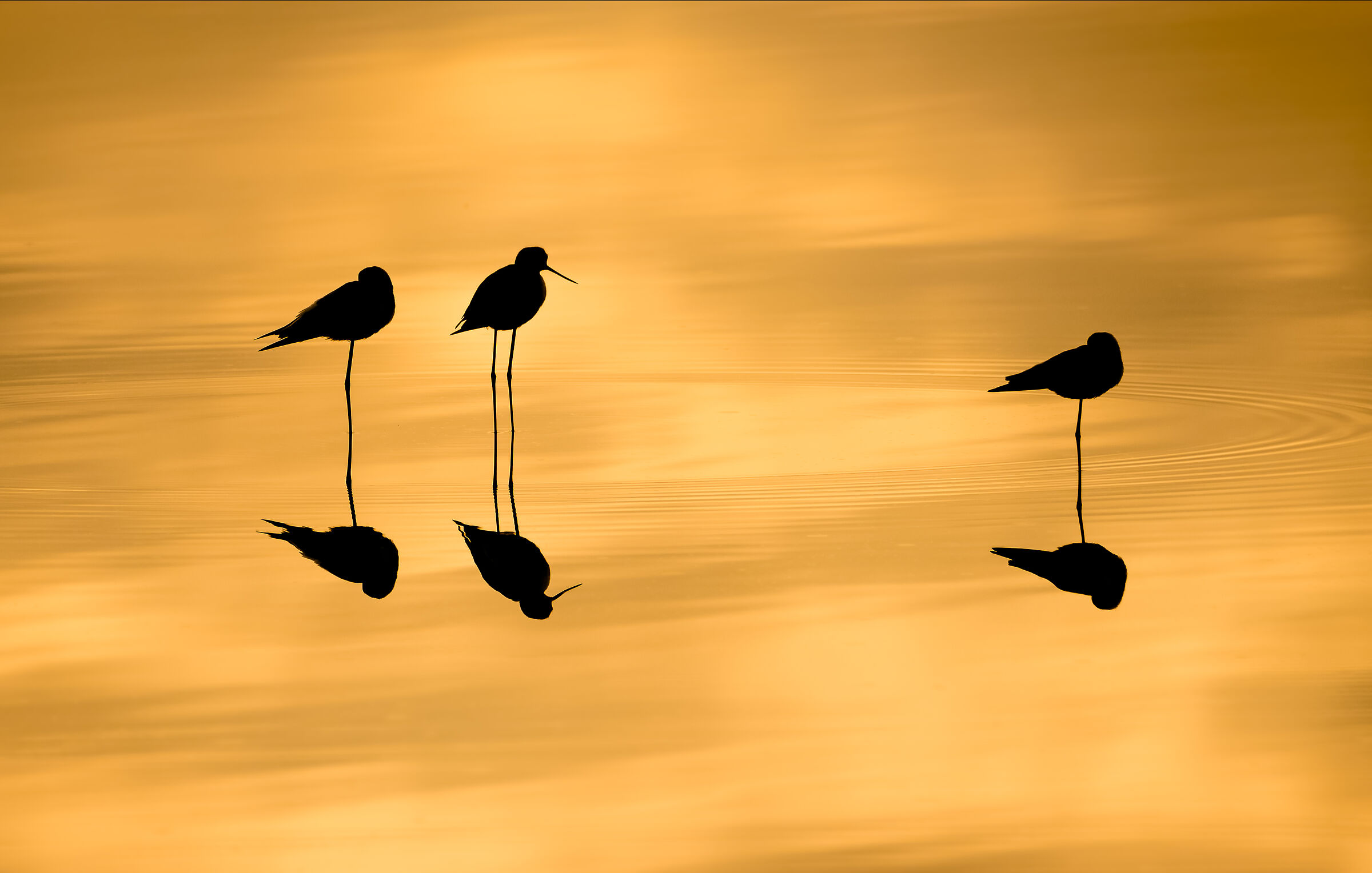 sunrise and the birds reflection