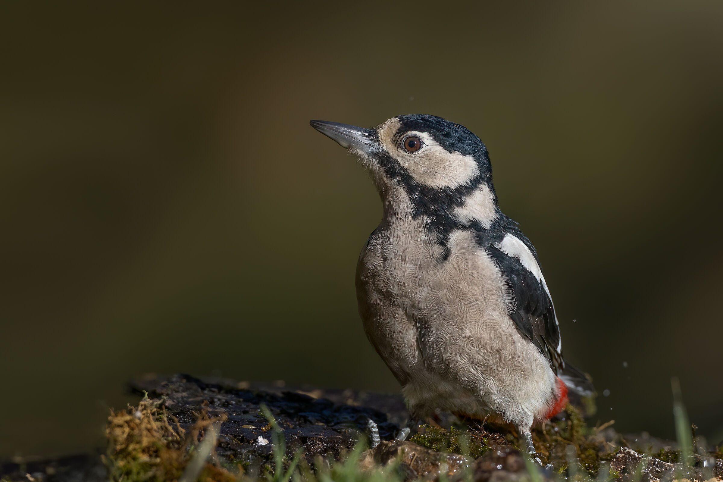 Picchio rosso maggiore (f)