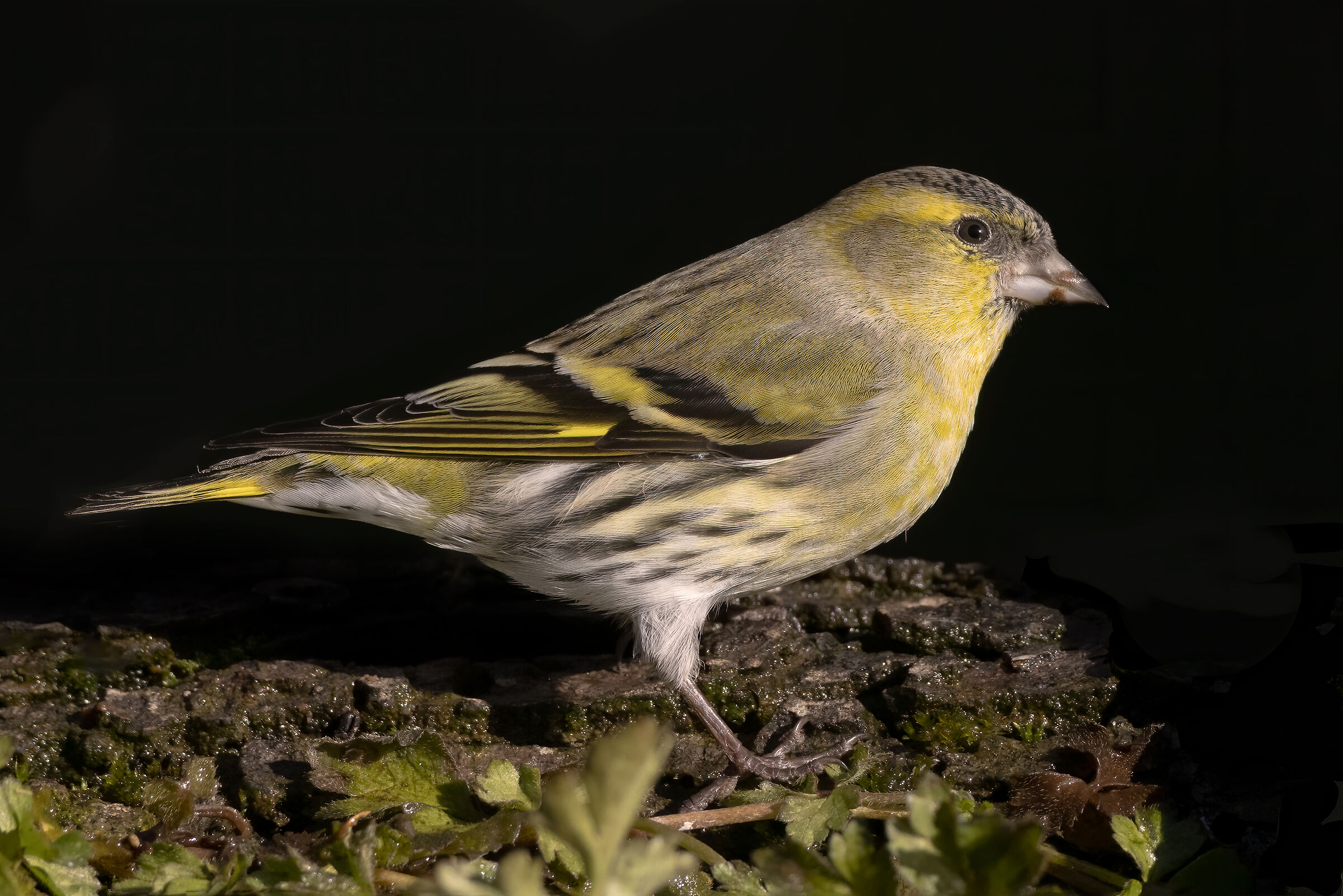 Lucherino di profilo