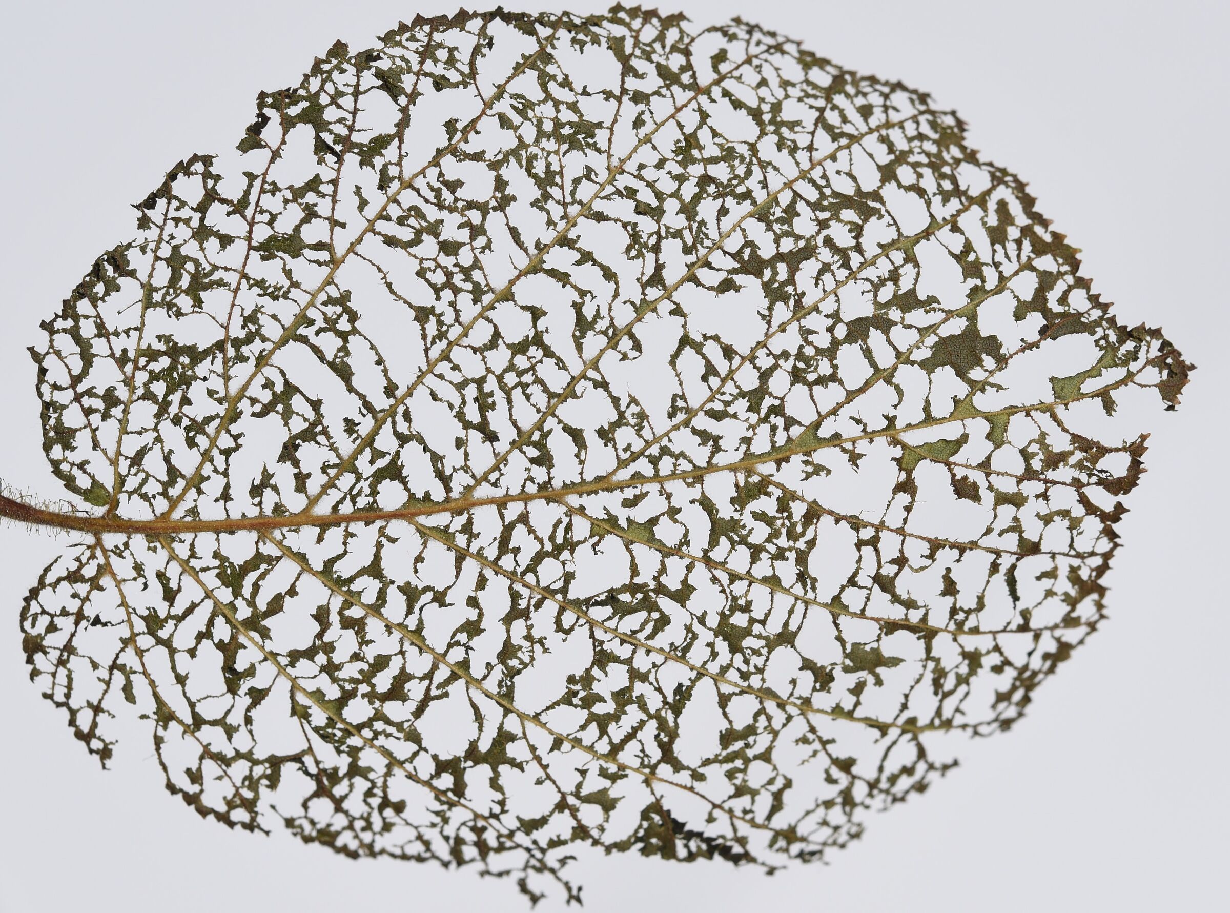 qualcuno sarà sazio