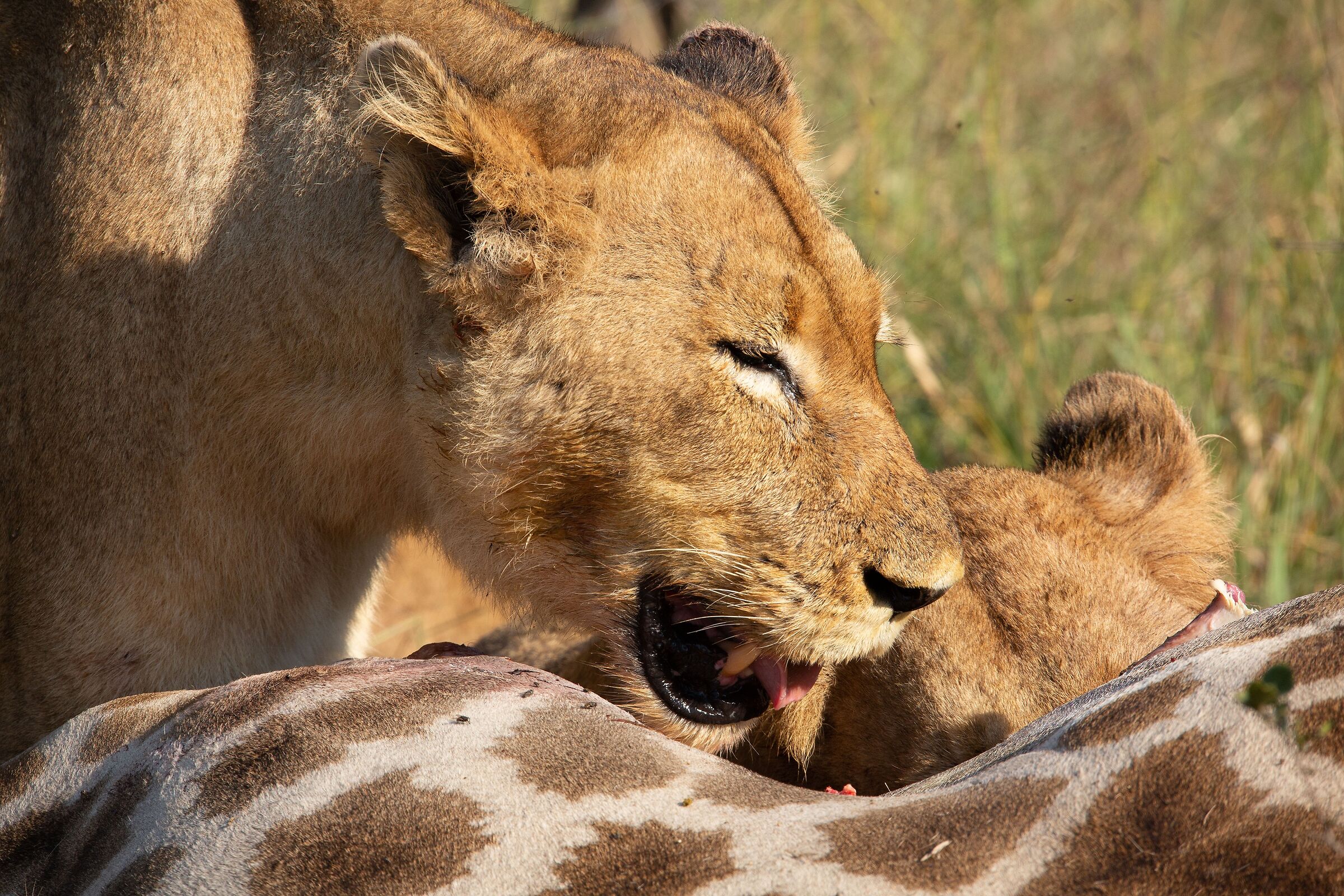 La bocca sollevò dal fiero pasto...