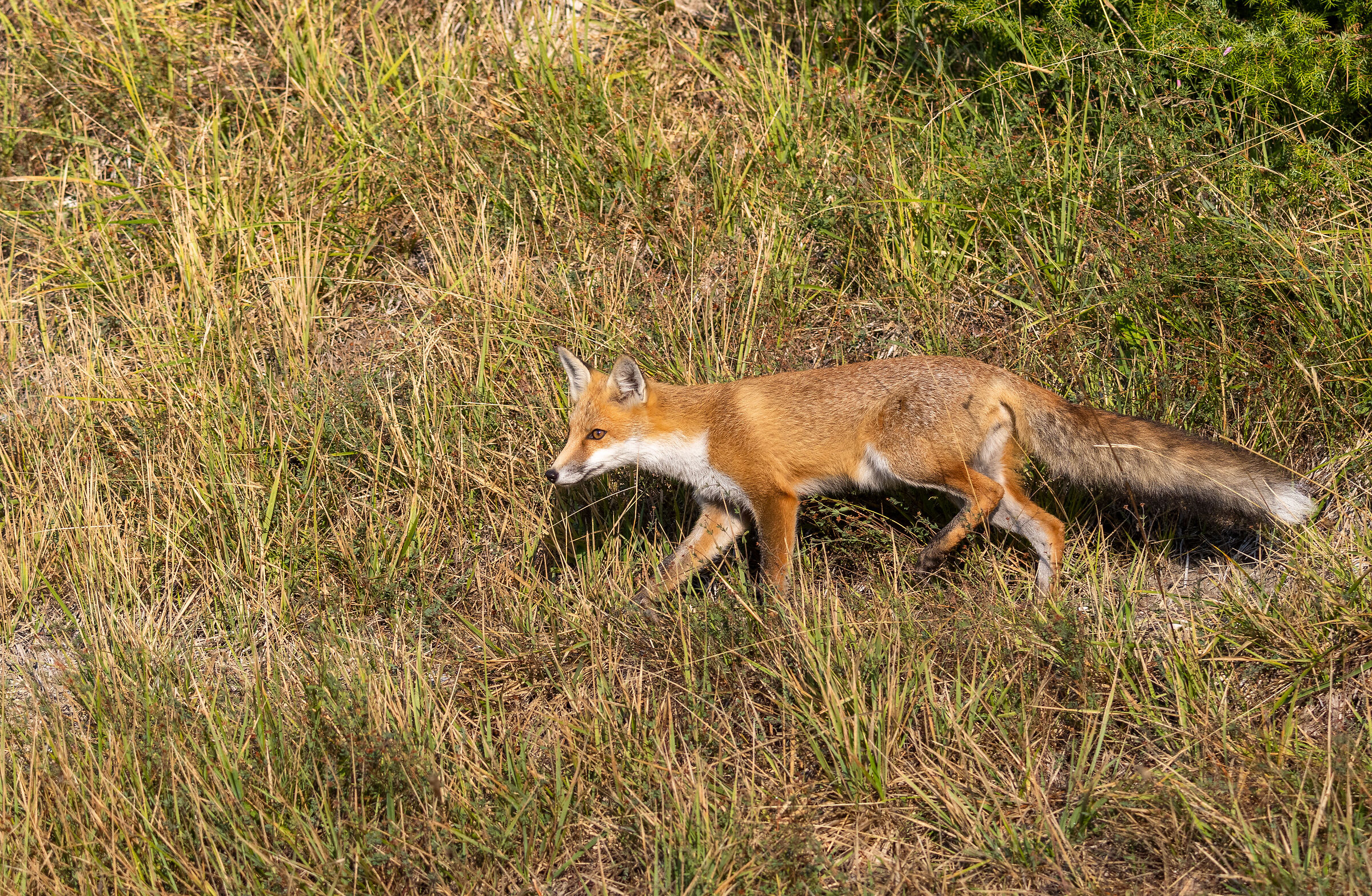 Una bellissima volpe che passeggia