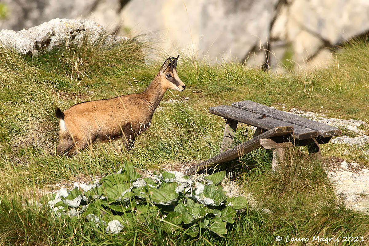 The little chamois