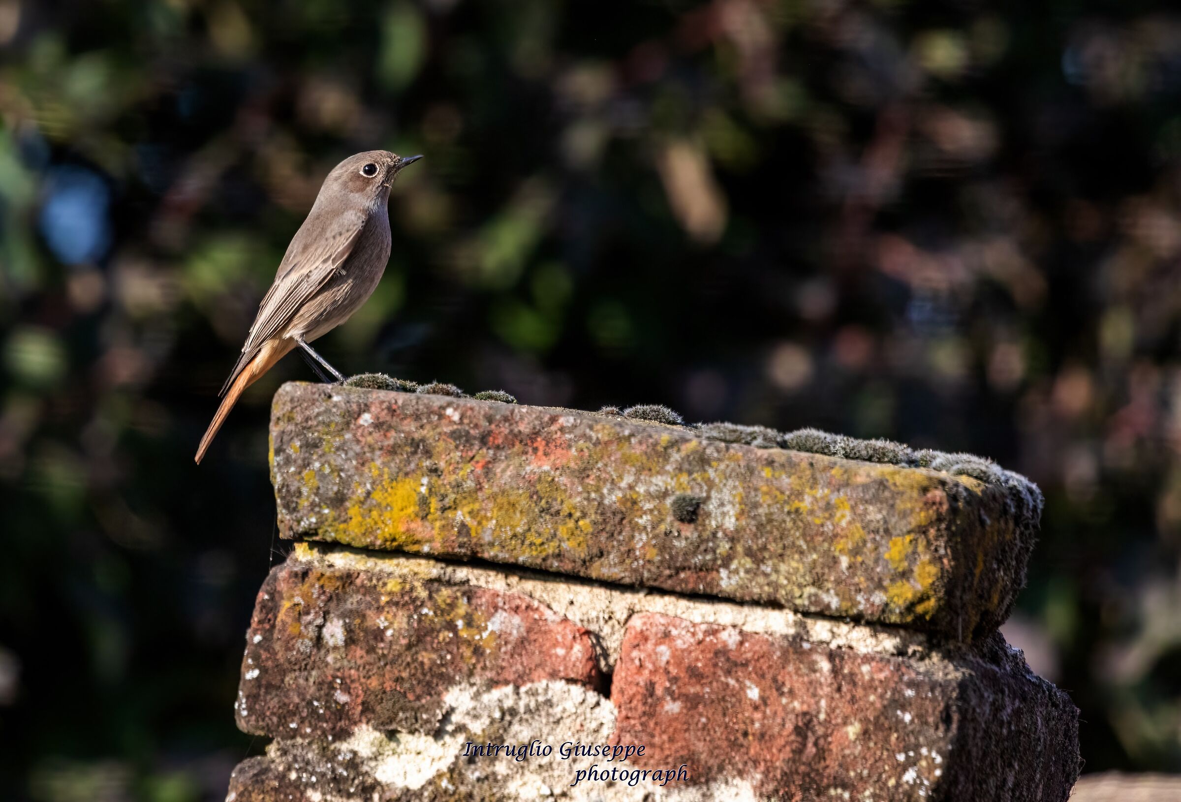 Codirosso  spazzacamino