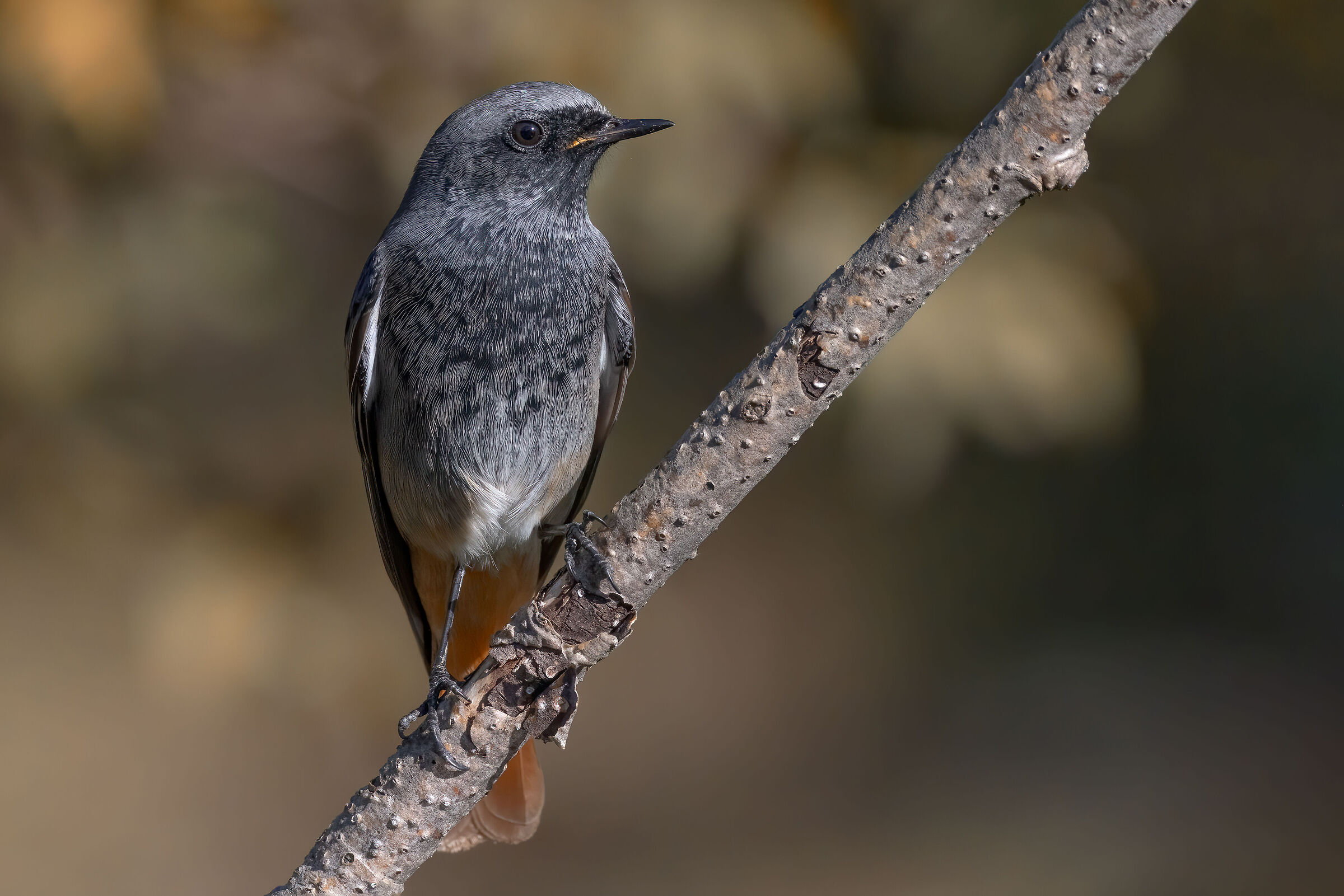 Codirosso spazzacamino maschio