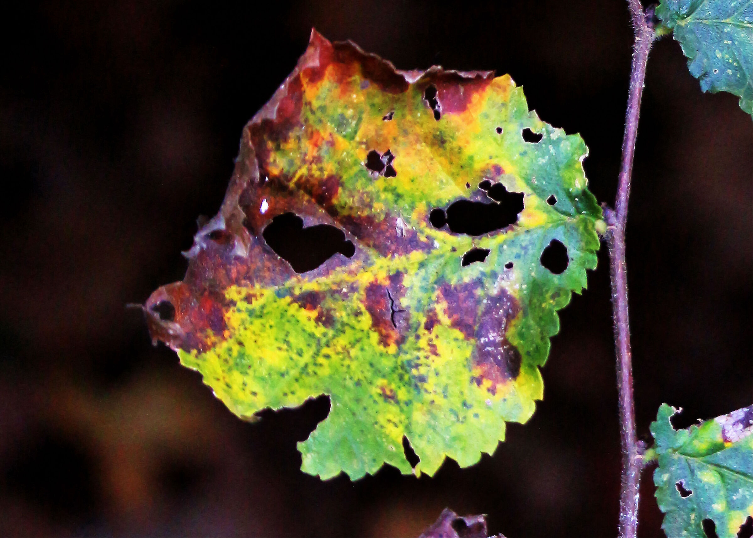 La faccia dell'autunno... di profilo...