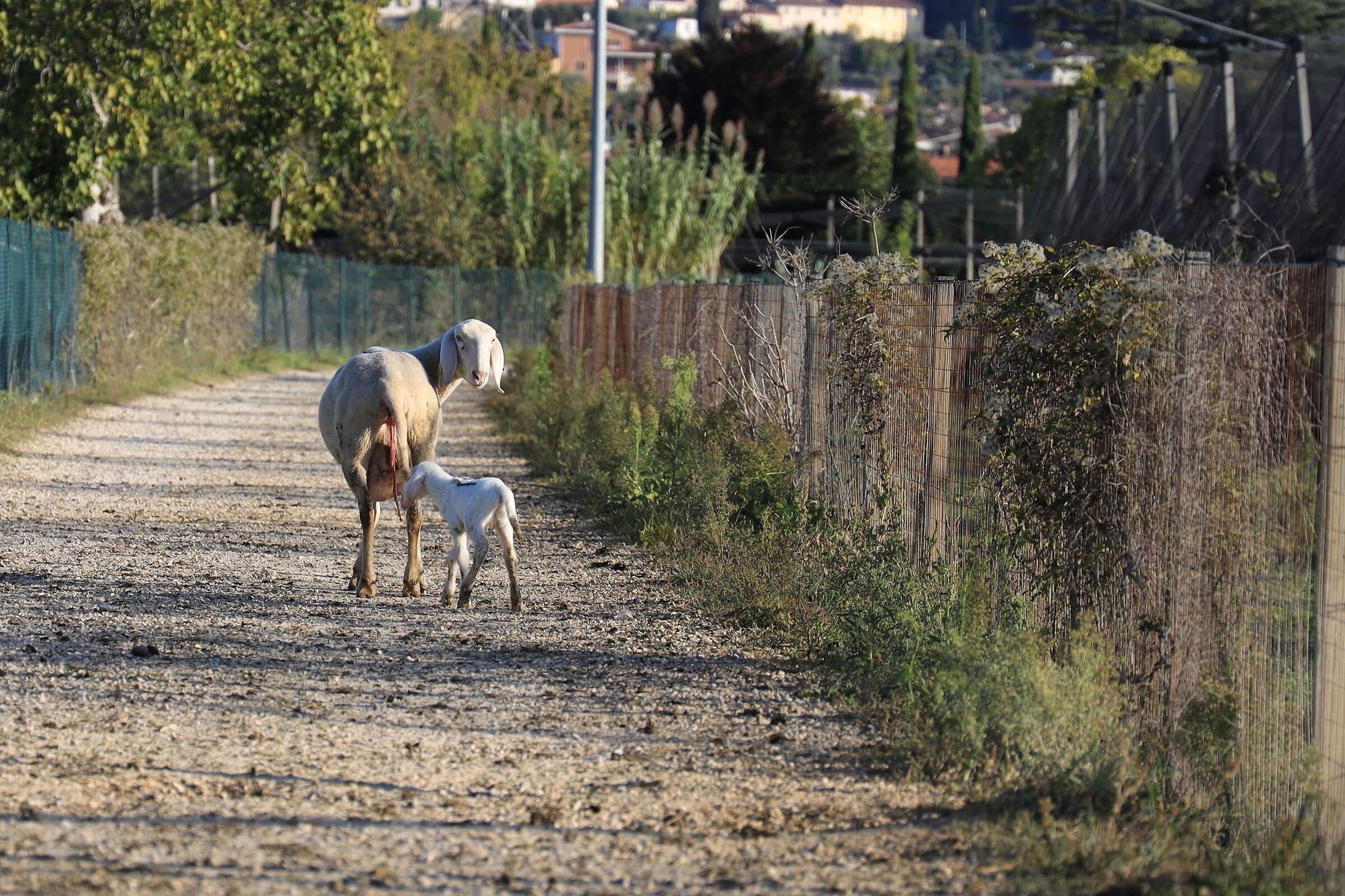 Appena 'sfornato'...