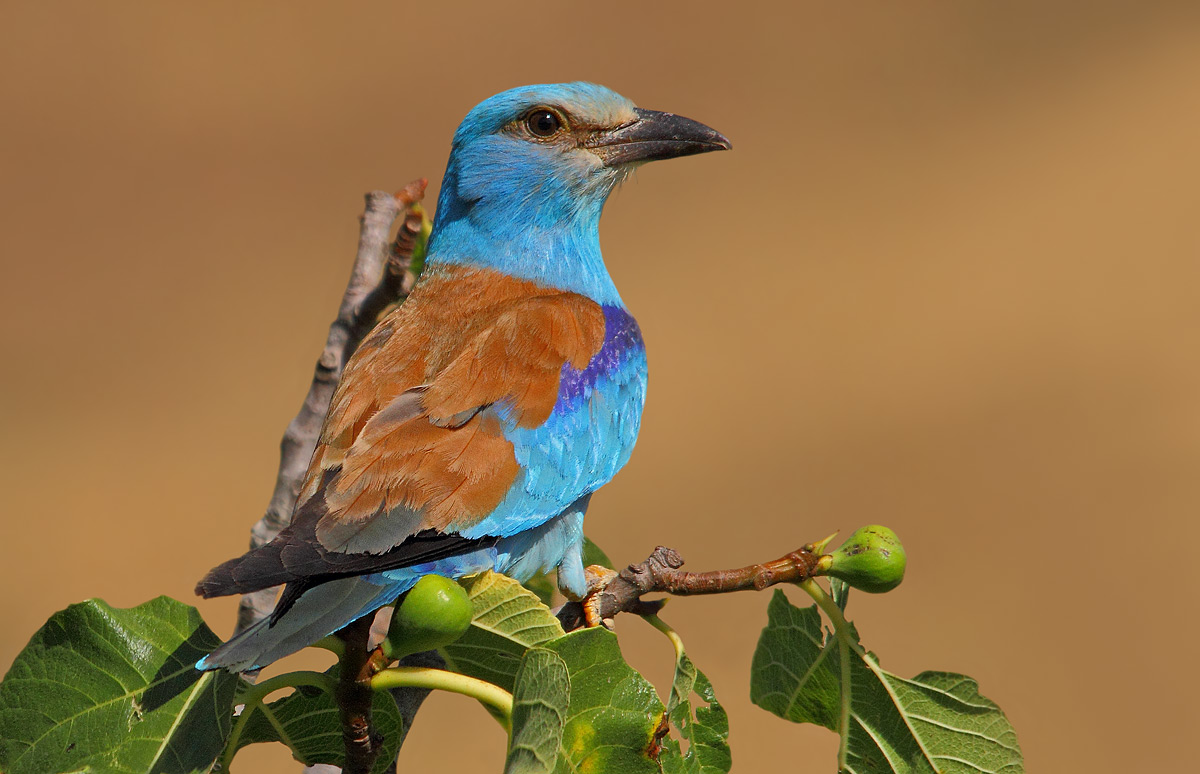 European roller