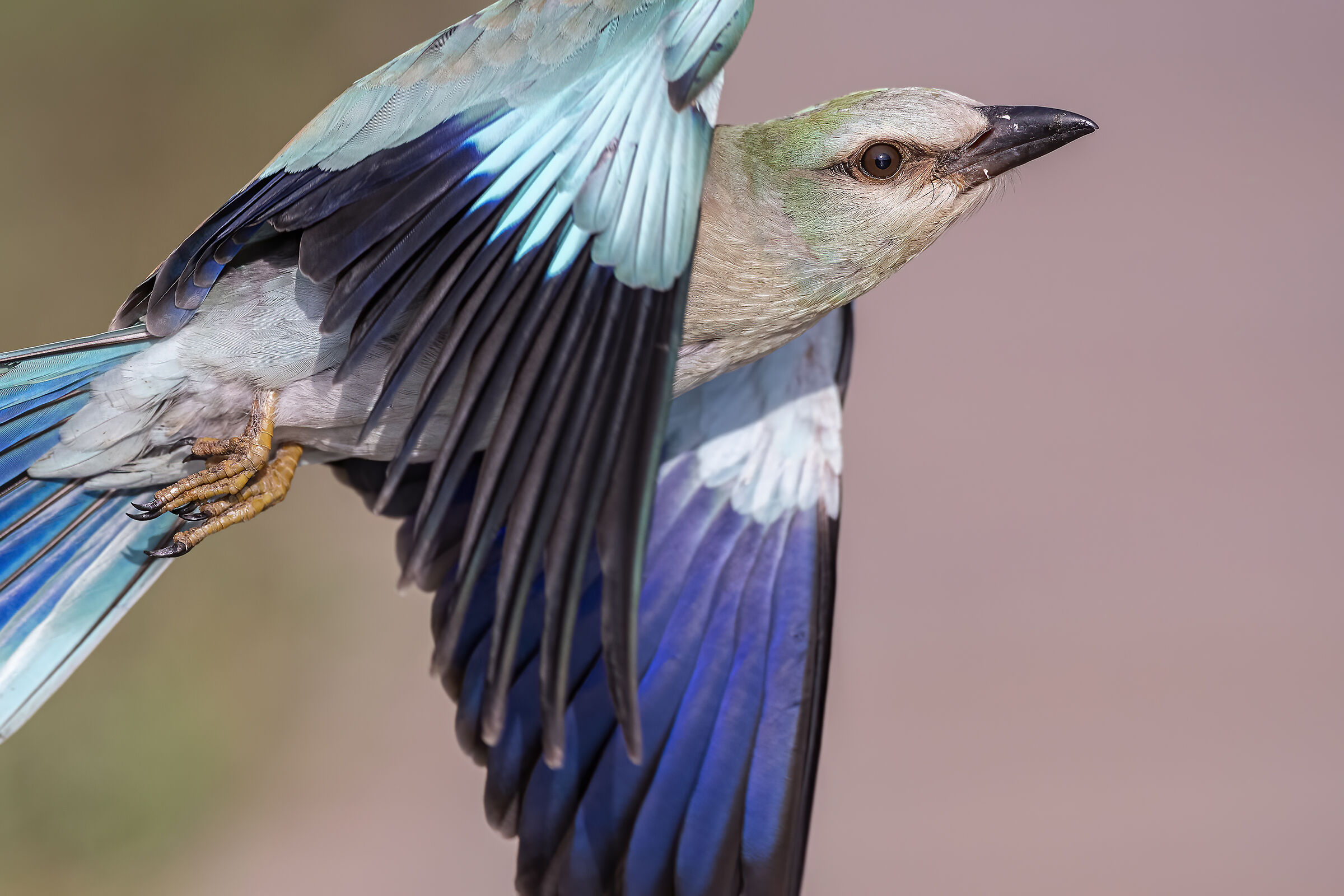 Rolieiro (Coracias garrulus)