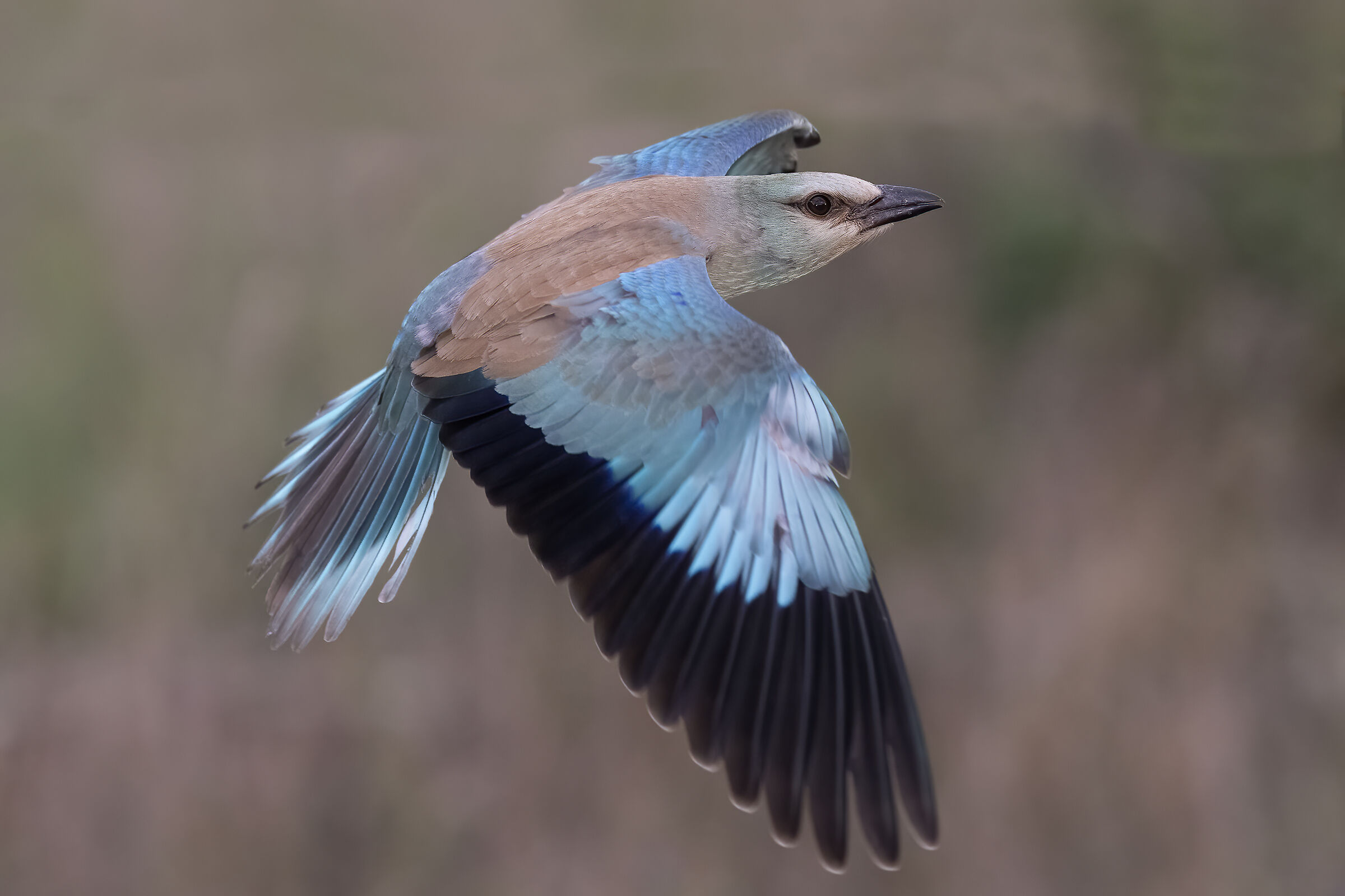 Rolieiro (Coracias garrulus)