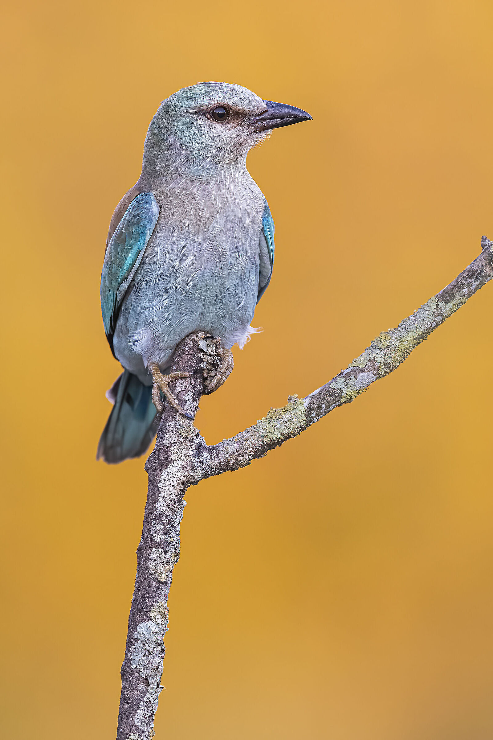 Rolieiro (Coracias garrulus)