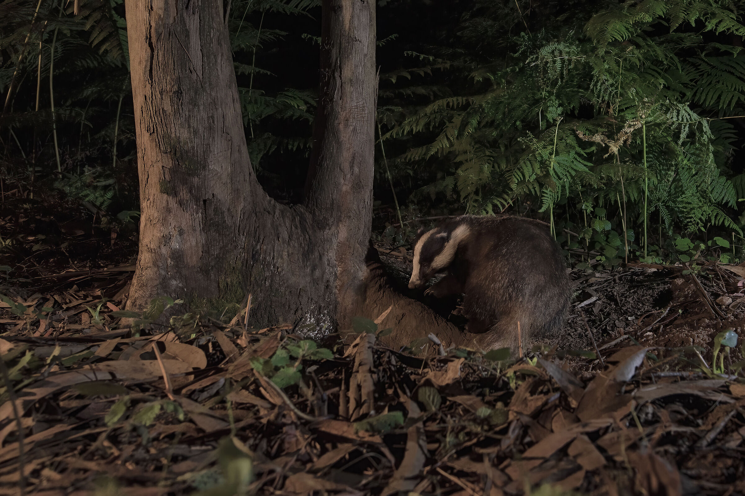 Texugo-europeu, European badger, Meles meles, tejón