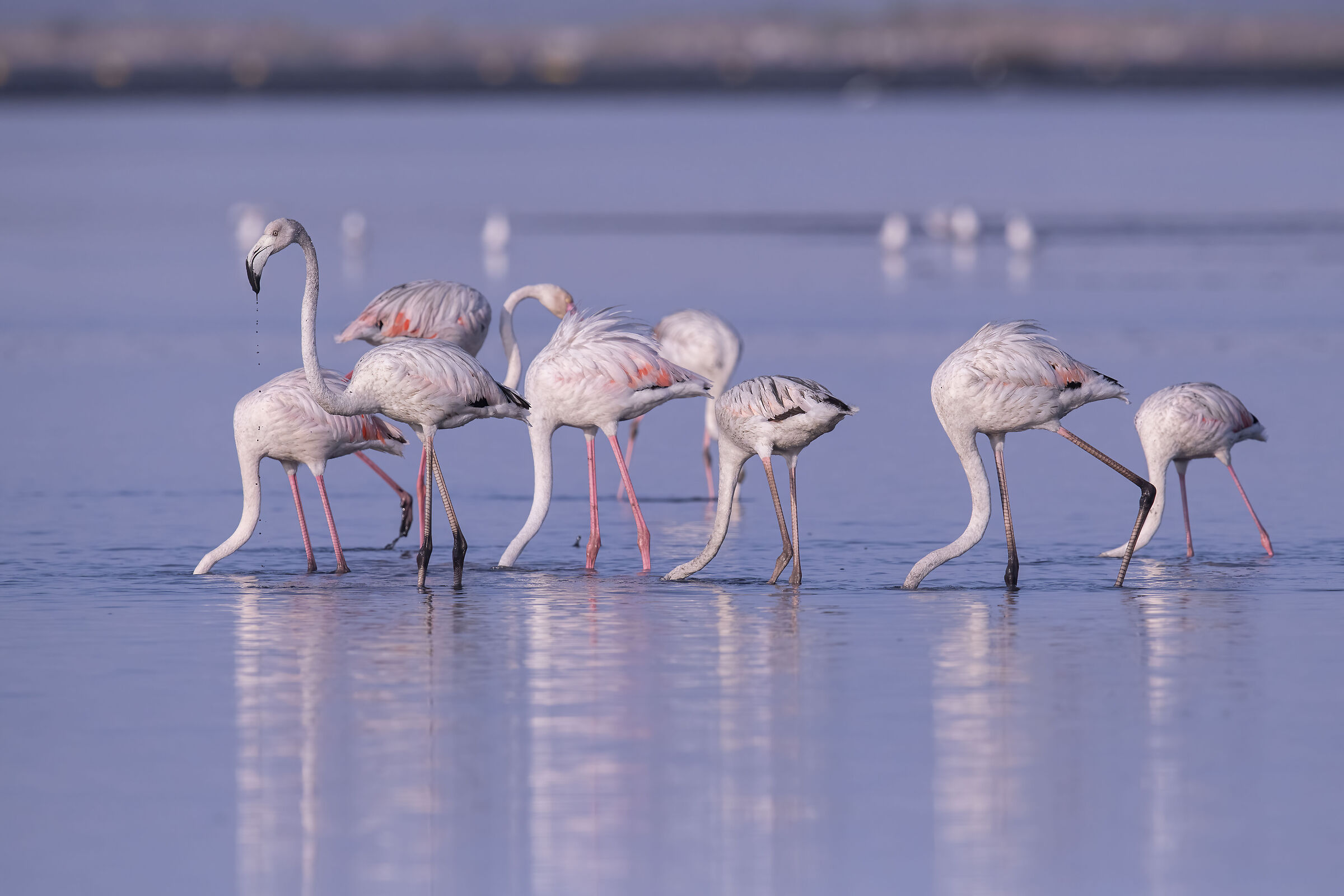 Flamingo-comum (Phoenicopterus roseus)