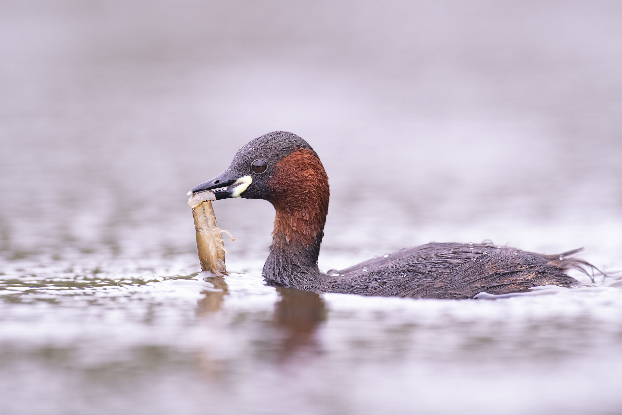 Mergulhão-pequeno (Tachybaptus ruficollis)