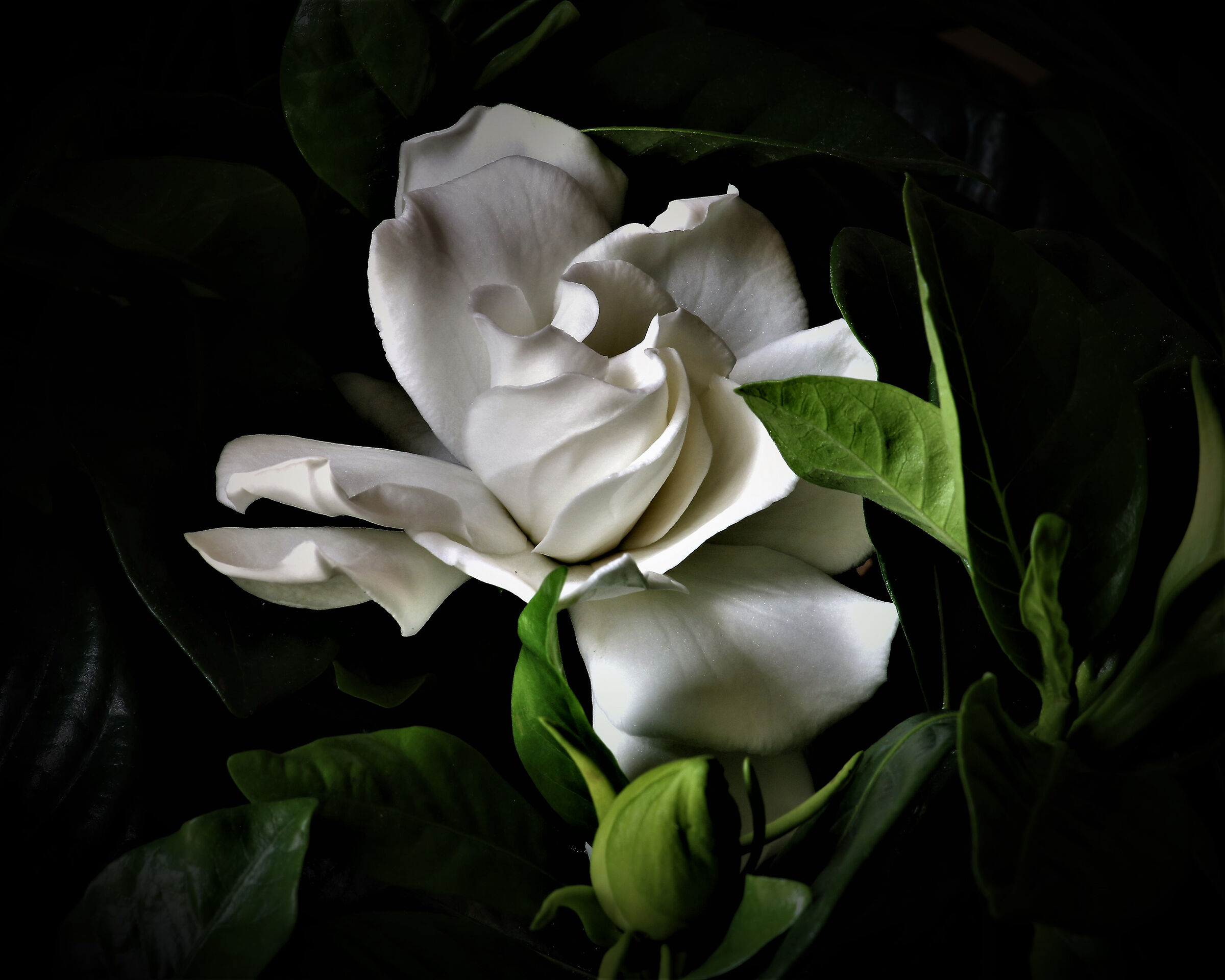 Gardenia
