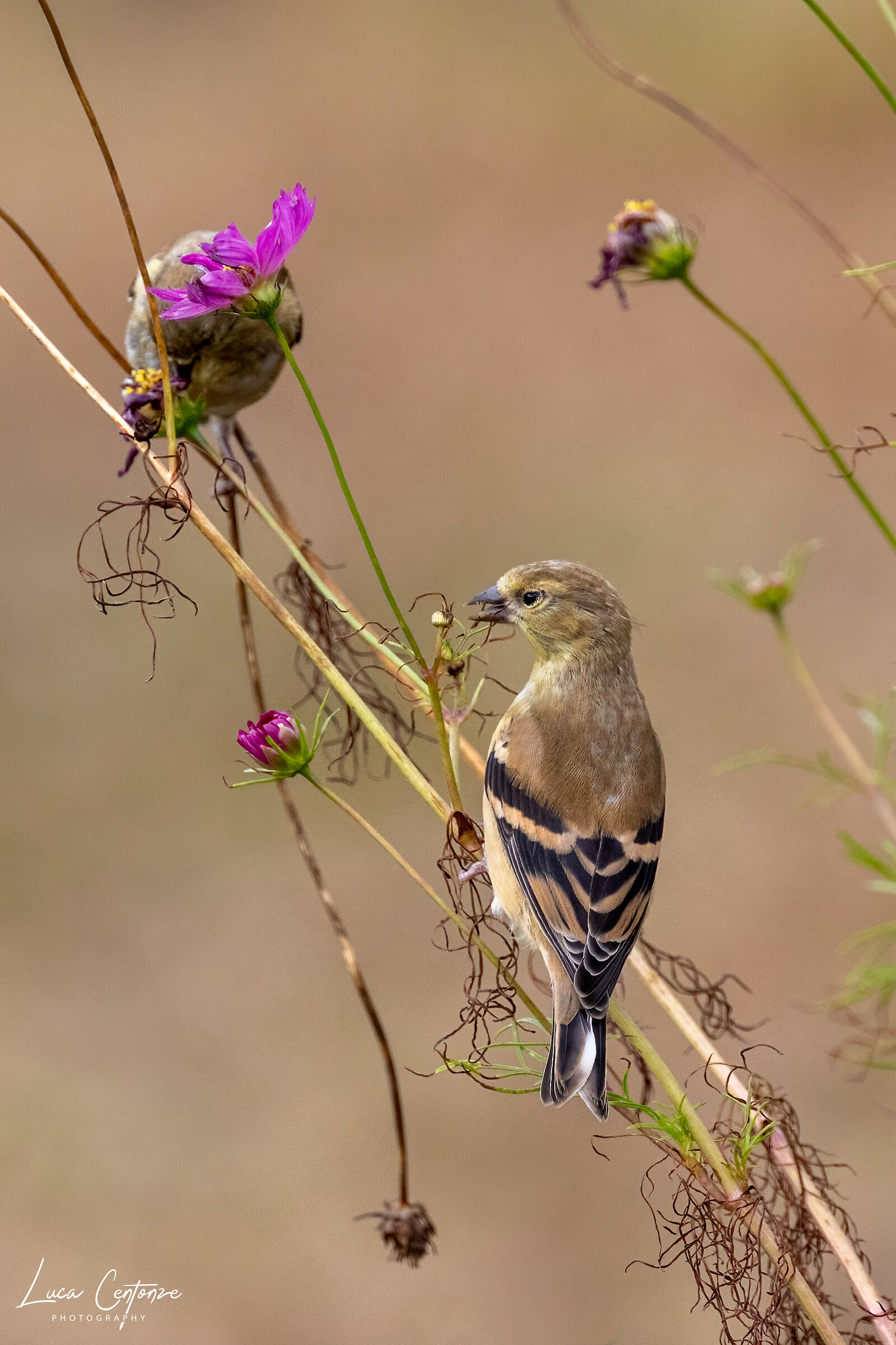 American Goldfinch (Spinus tristis)