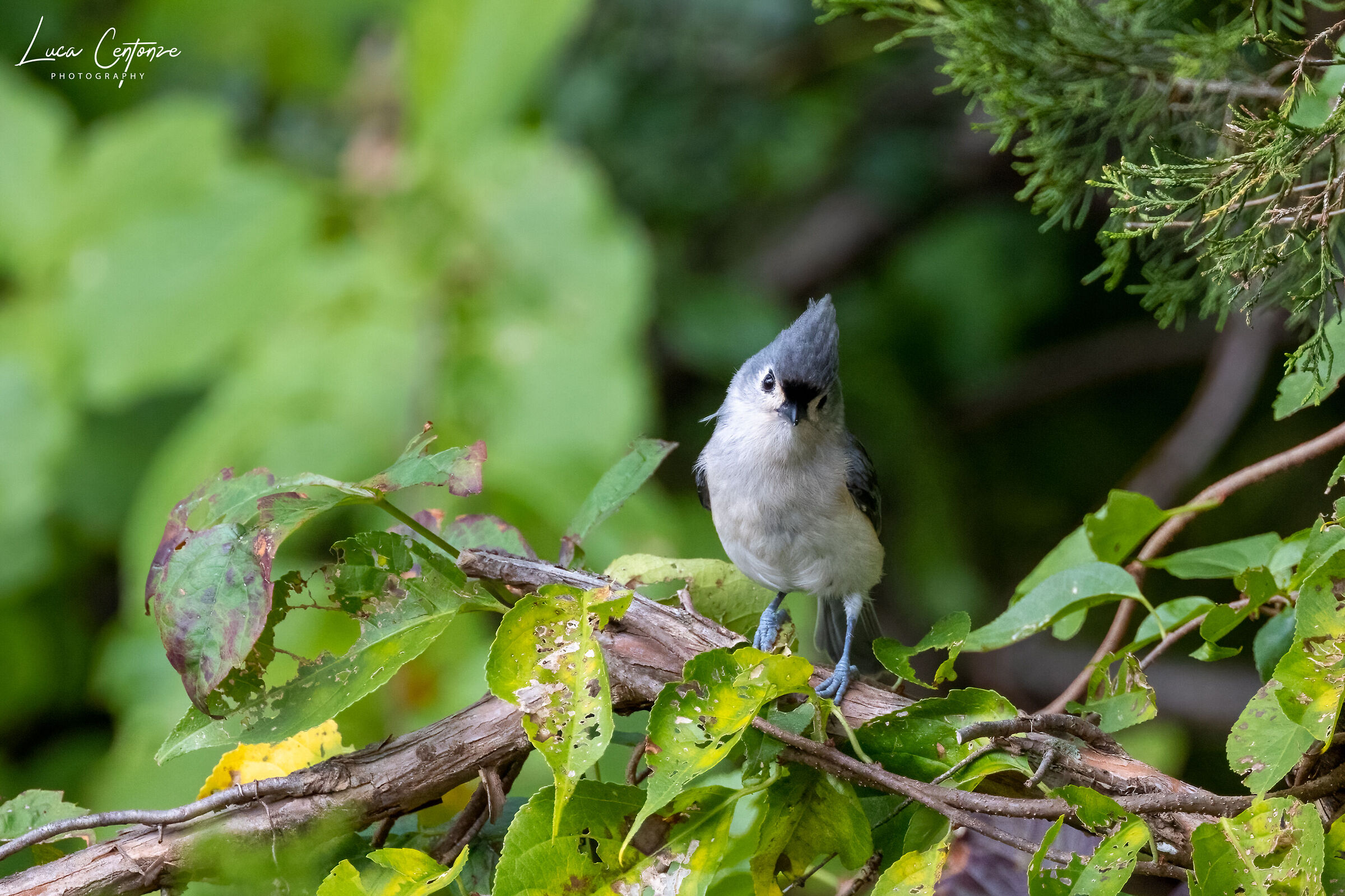 Tufted Titmouse (Baeolophus bicolor) Cincia dal ciuffo