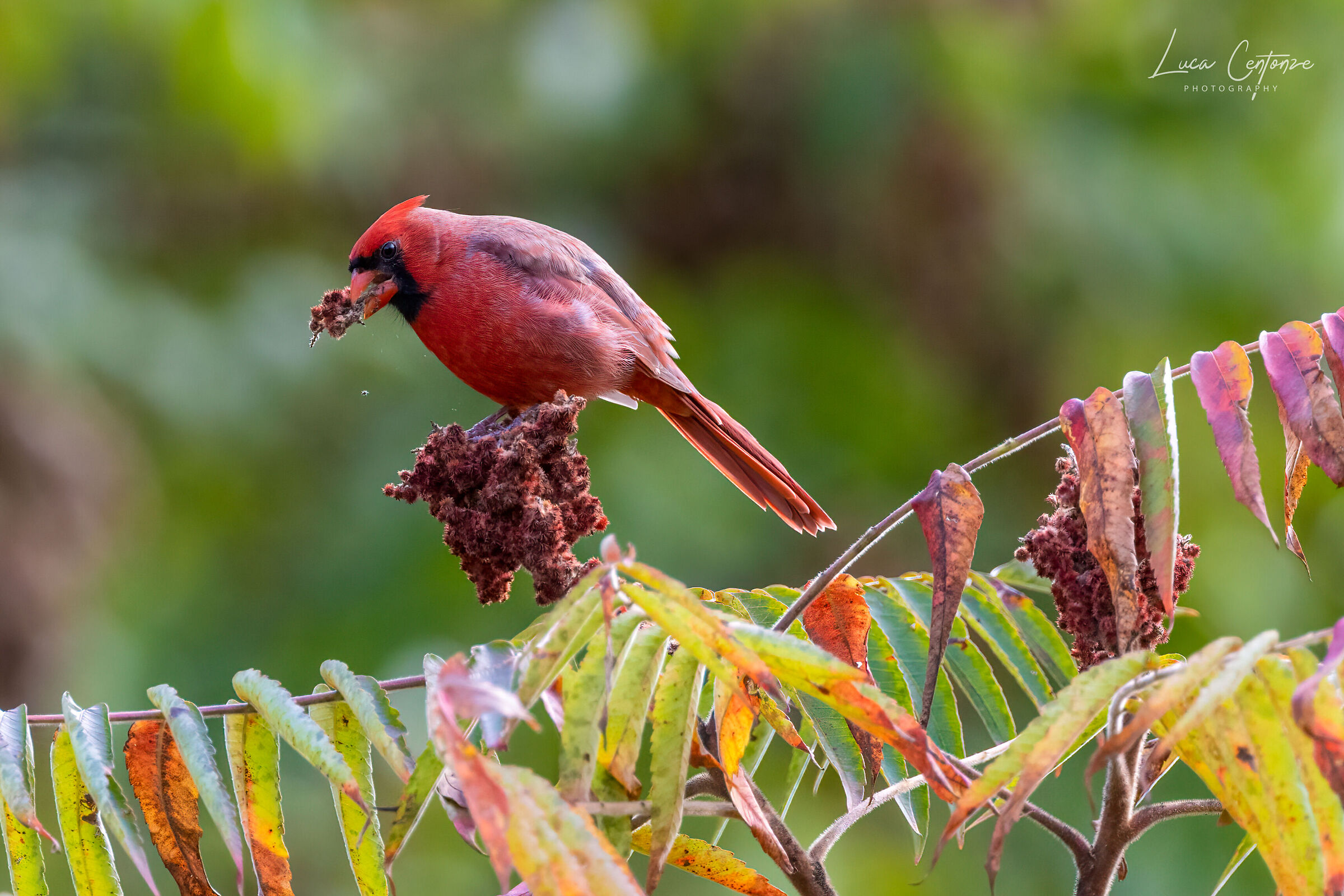 Northern Cardinal