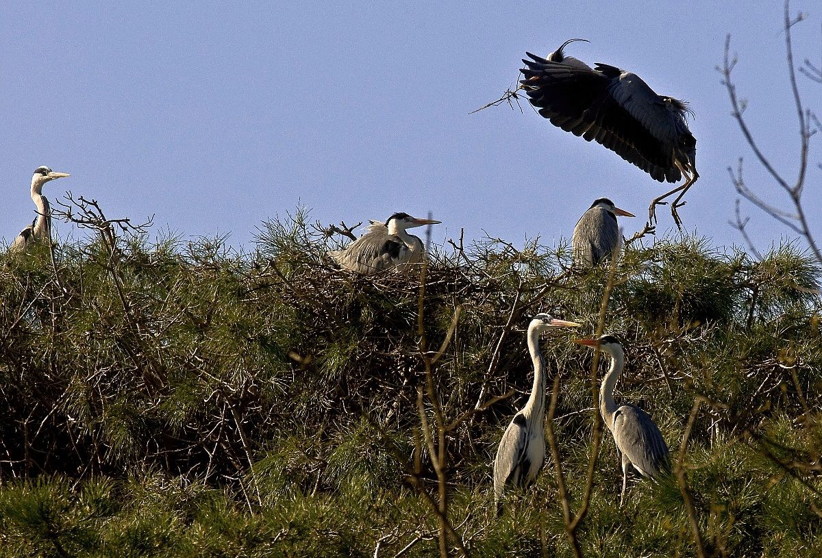 Airone Cenerino in volo