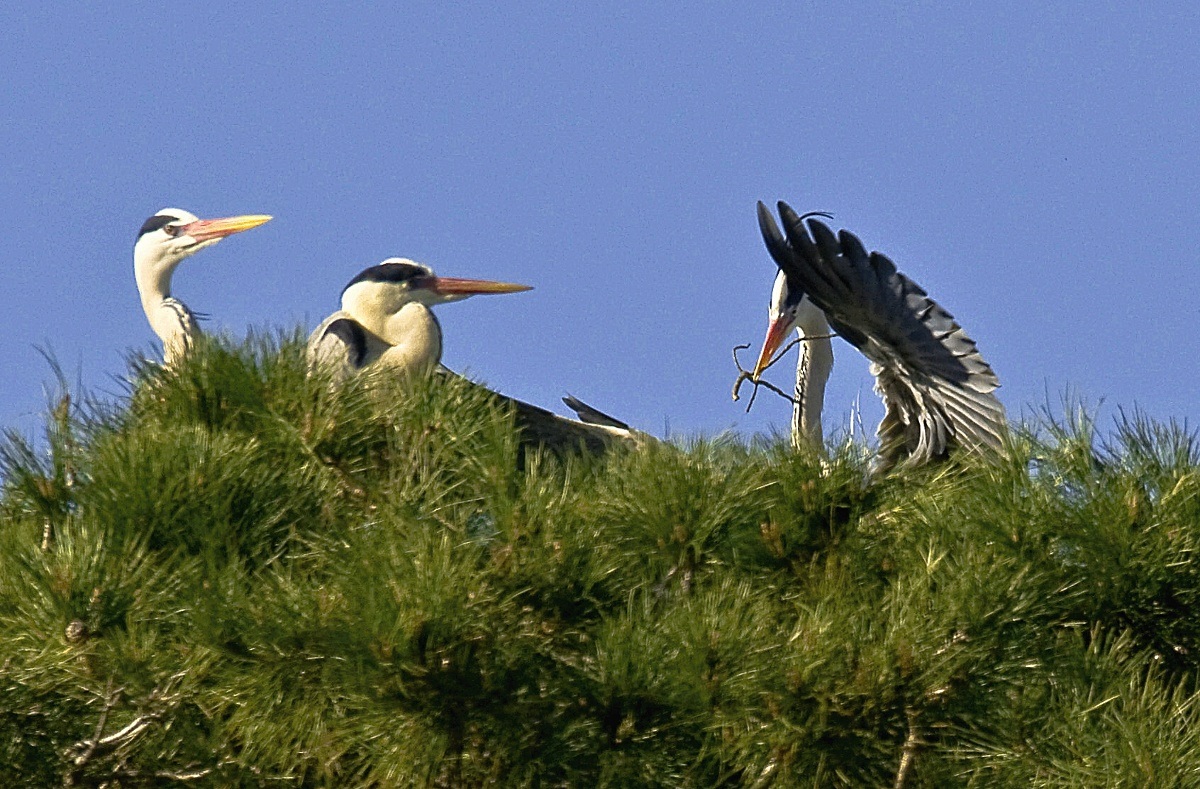 aironi cenerini sul nido