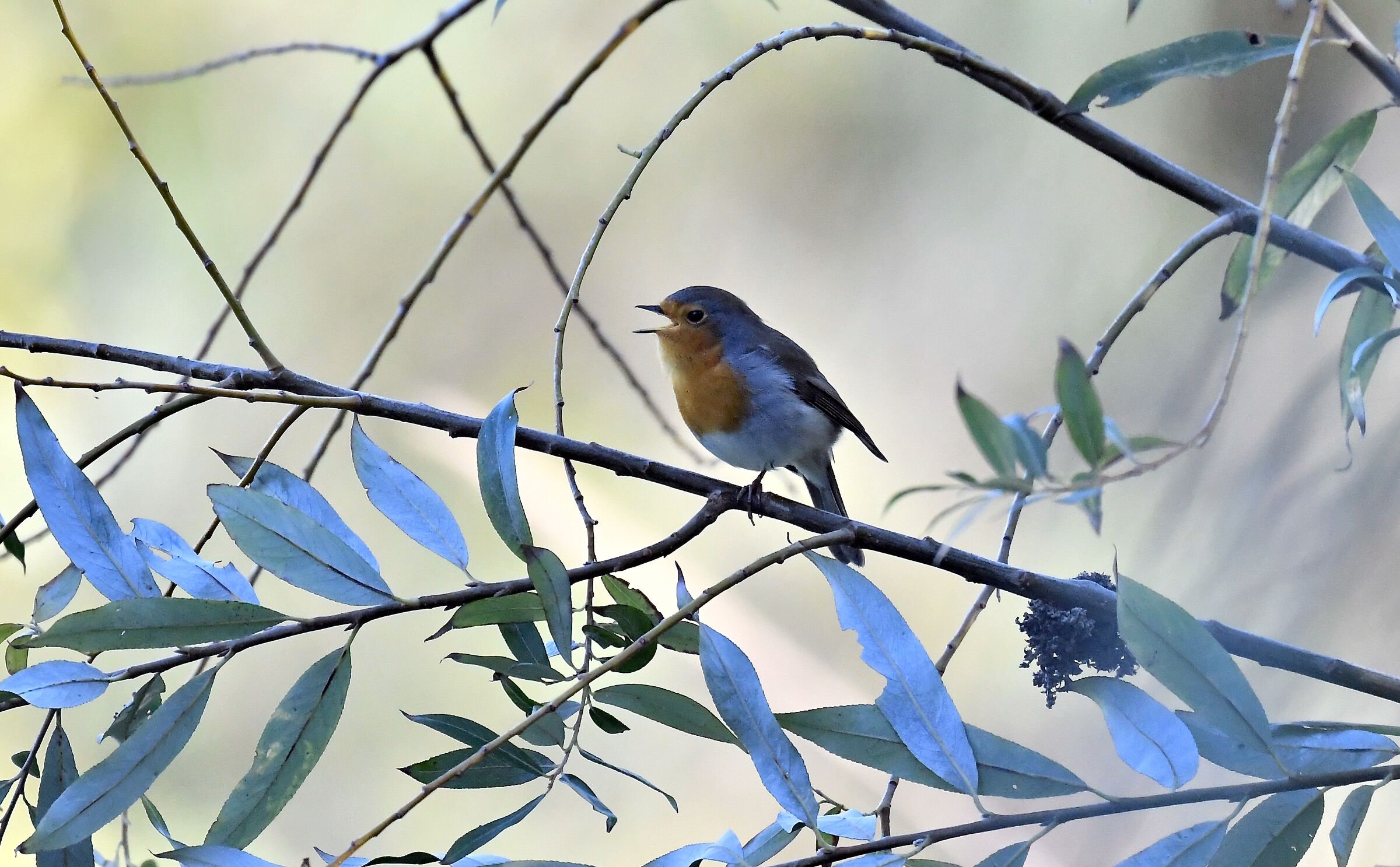 Robin 1