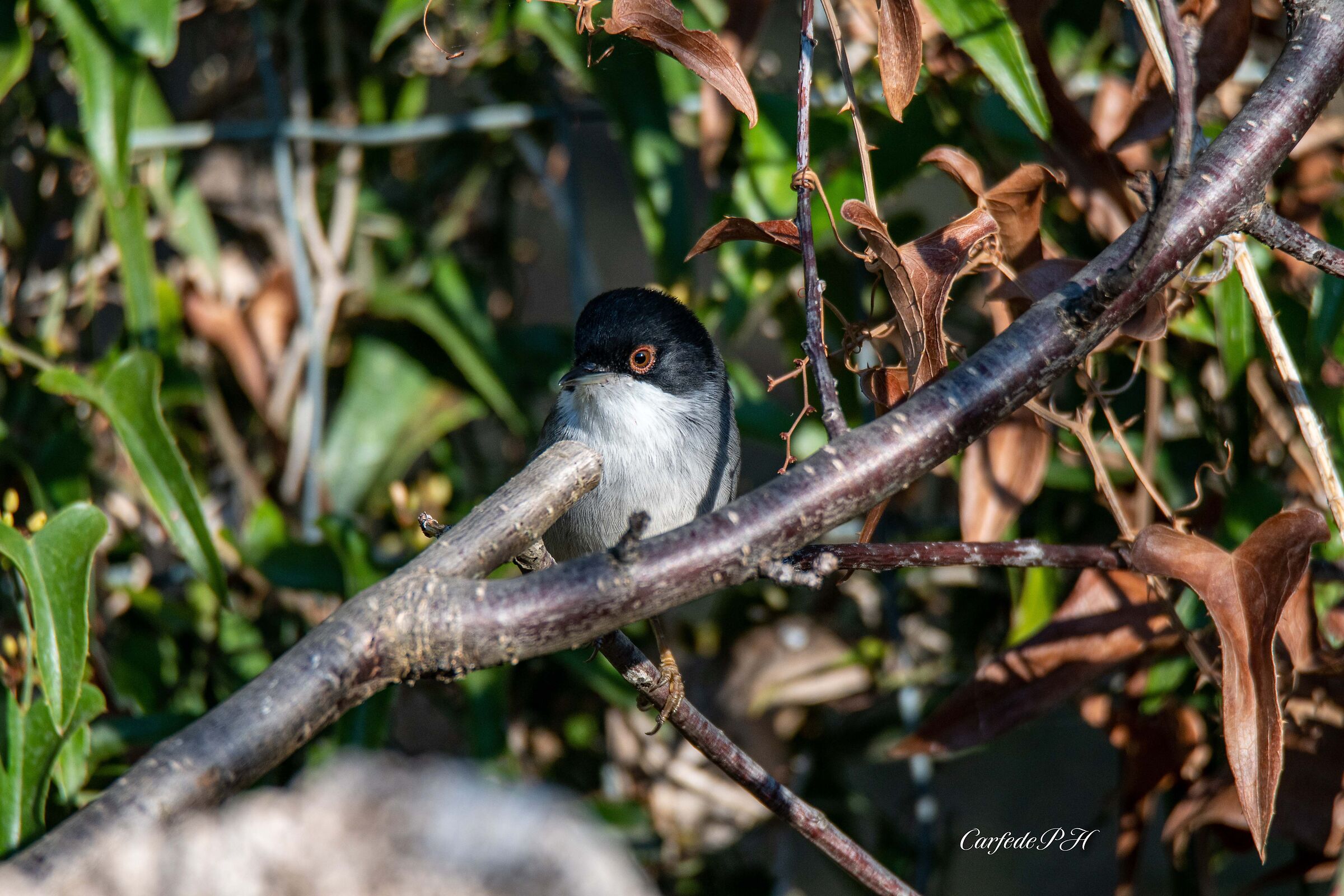 sardinian warbler