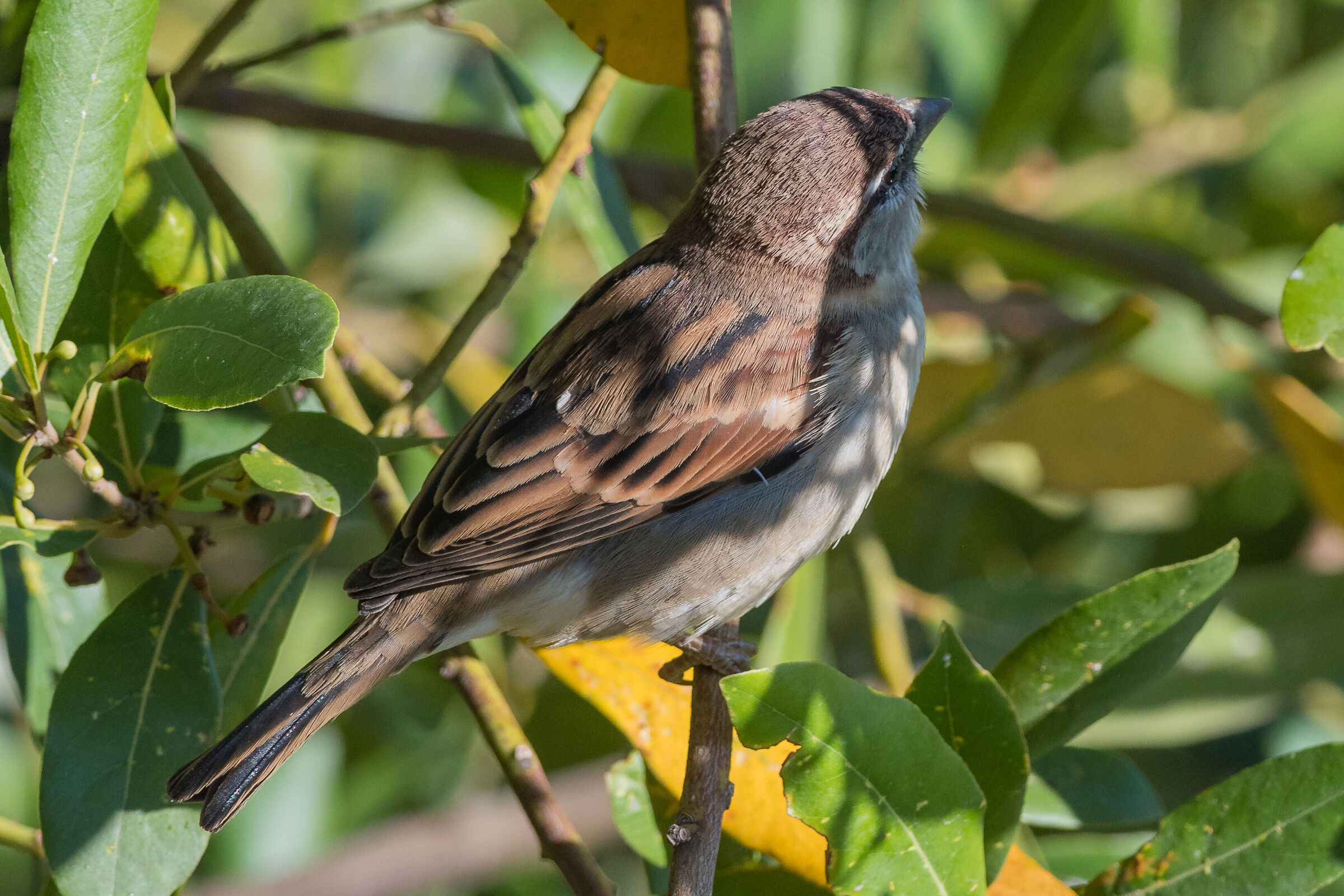 Sparrow