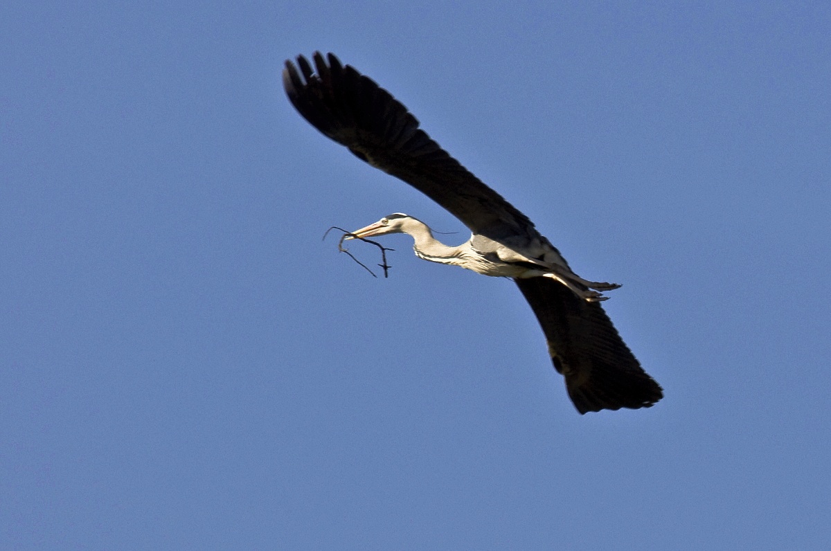 Airone cenerino in volo