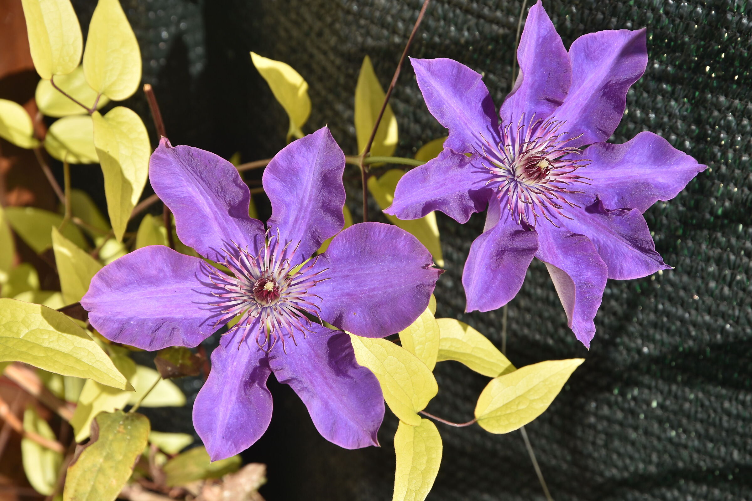 Clematis autunnali