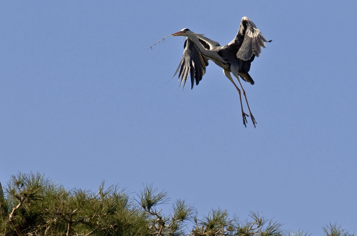 Airone cenerino in alberaggio