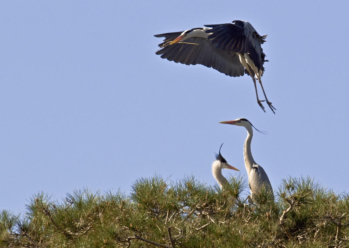 Grey Heron in flight over