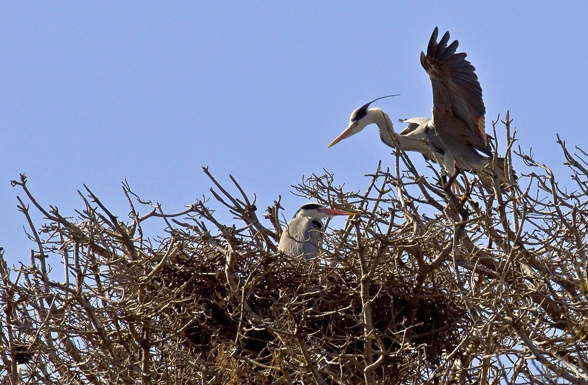 Airone cenerino al nido