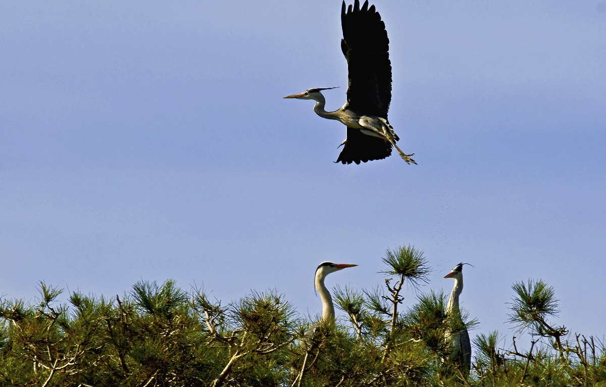 Grey Heron in flight