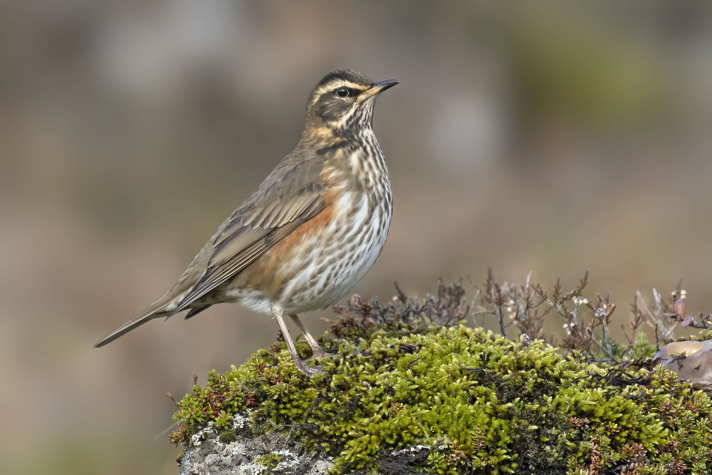Tordo sassello, Islanda