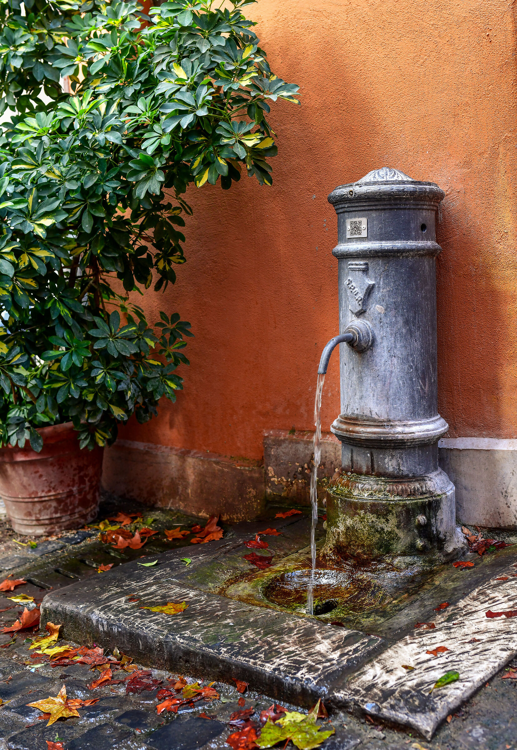 The water of Rome