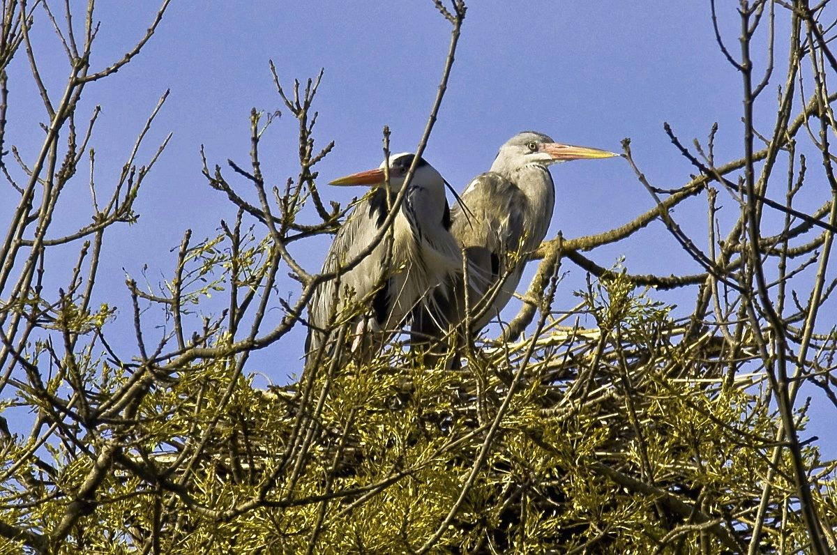 Aironi cenrini sul nido