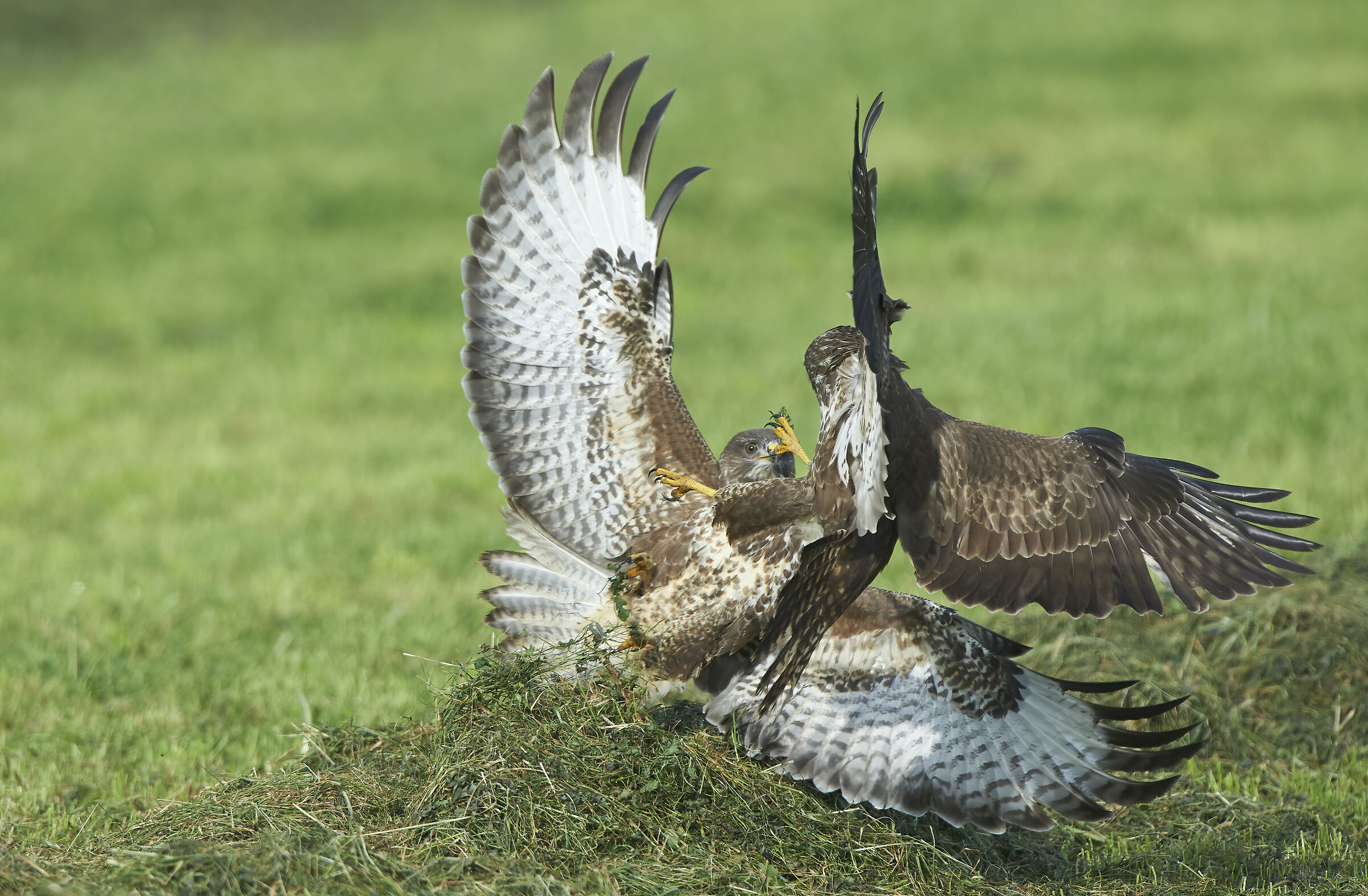 Poiana comune europea (Buteo buteo) lotta