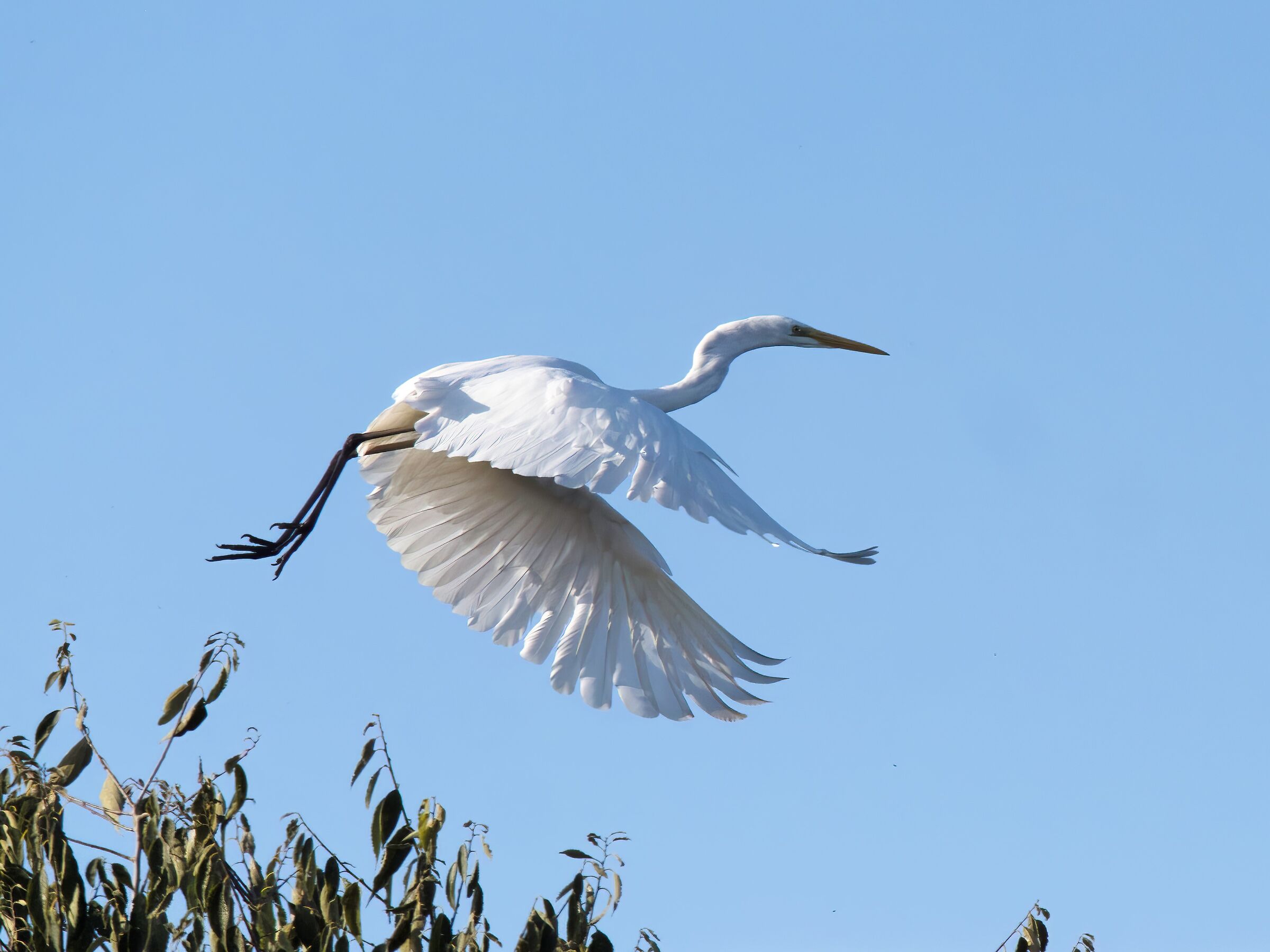 Airone bianco maggiore
