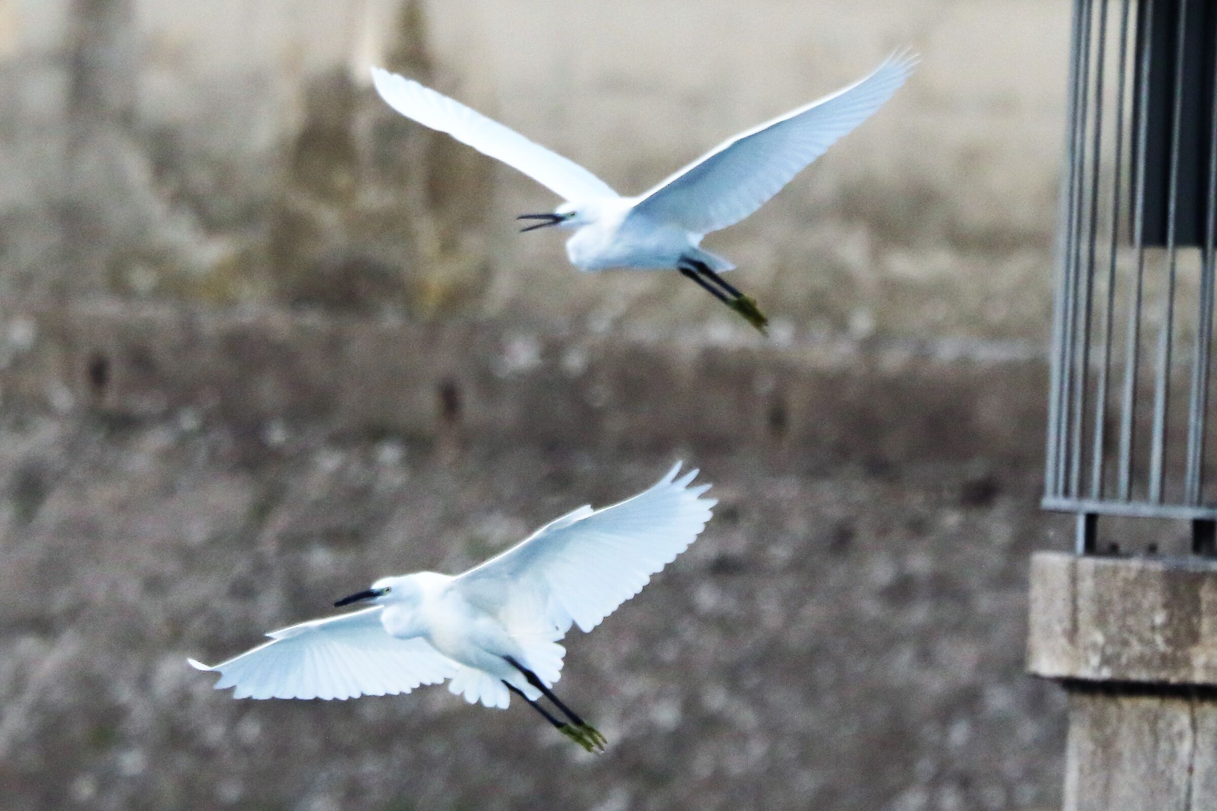 Egrets